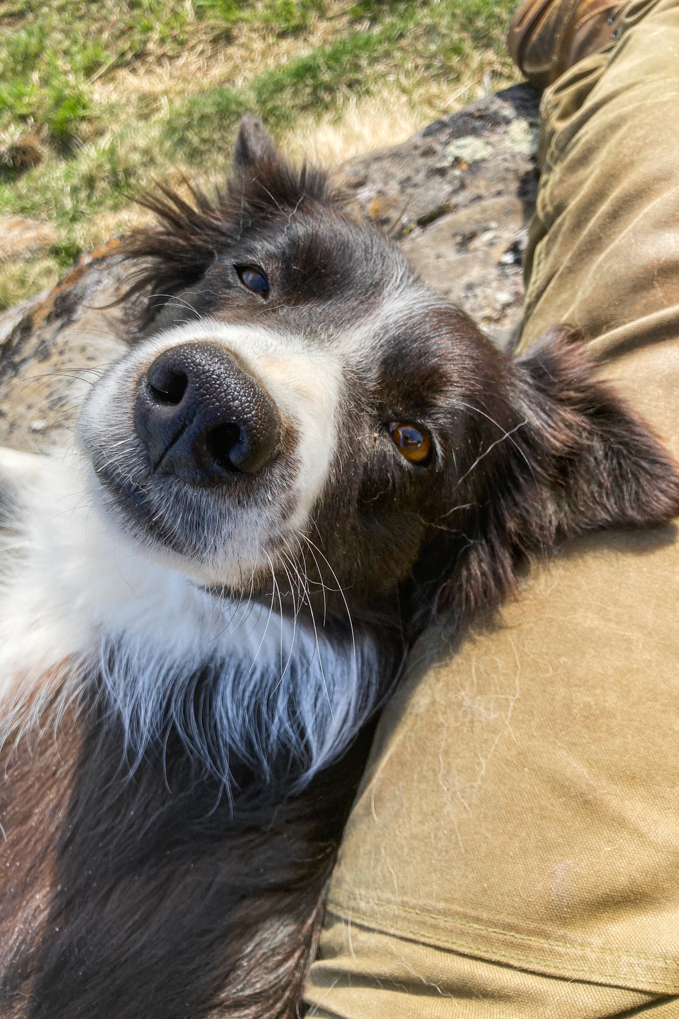 Chanel wants a cuddle during my 3 o'clock coffee break outside.