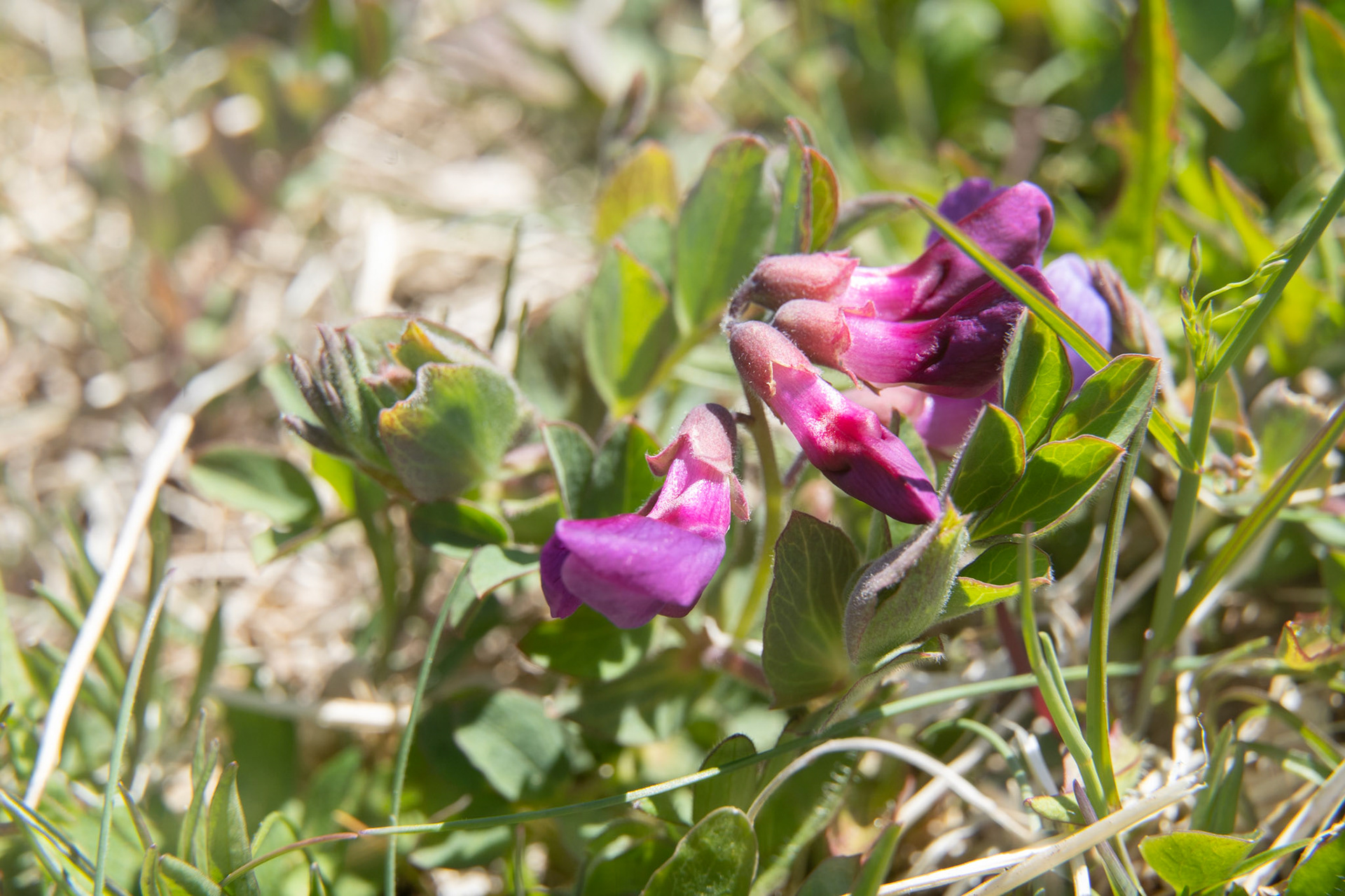 Paarmaasat. Lathyrus japonicus. Beach pea.