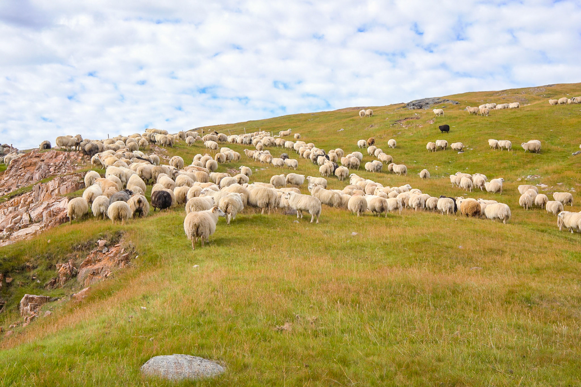 Sheep driven up the hill.