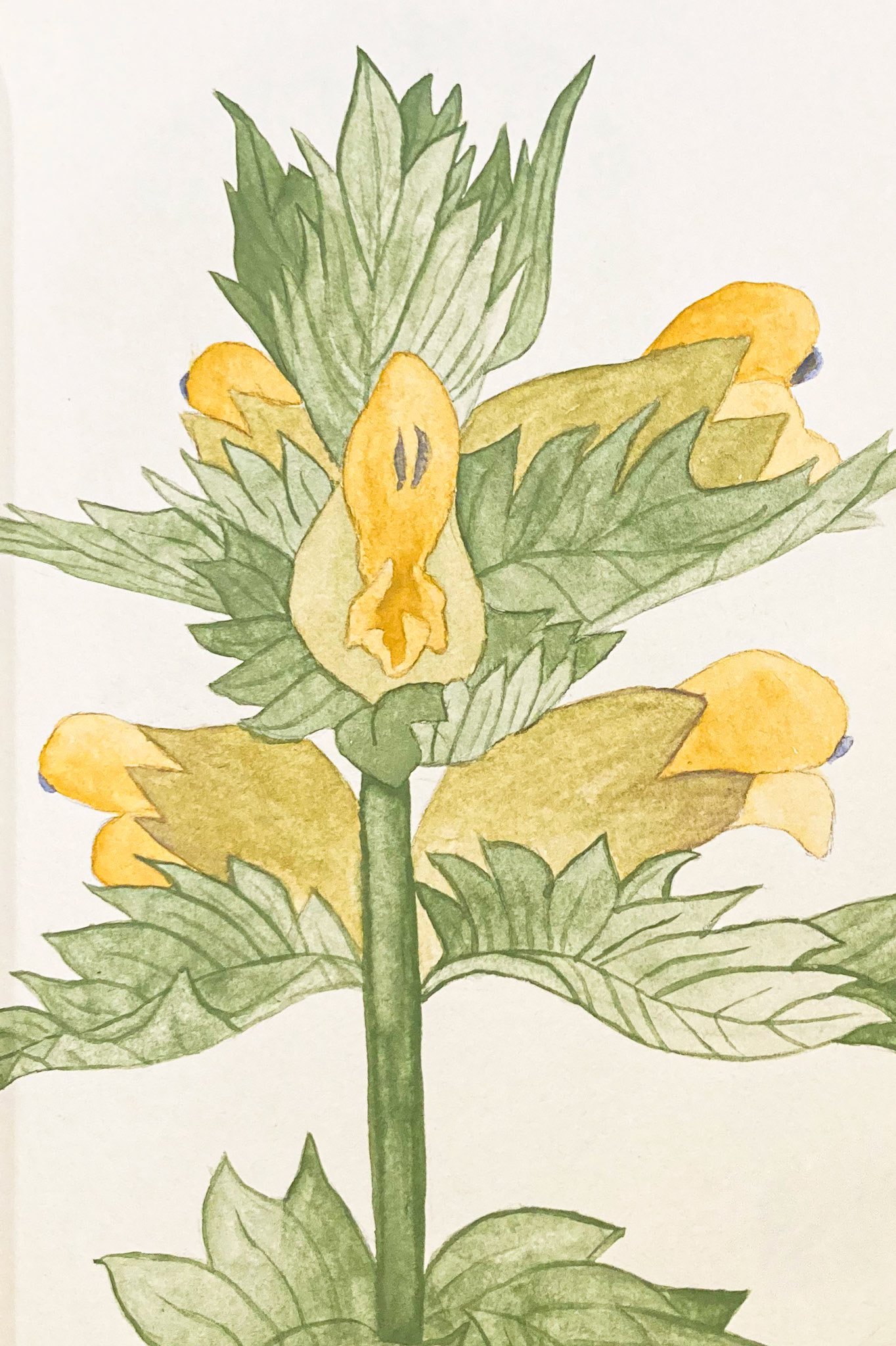 Uummataasaq. Rhianthus minor. Yellow-rattle.