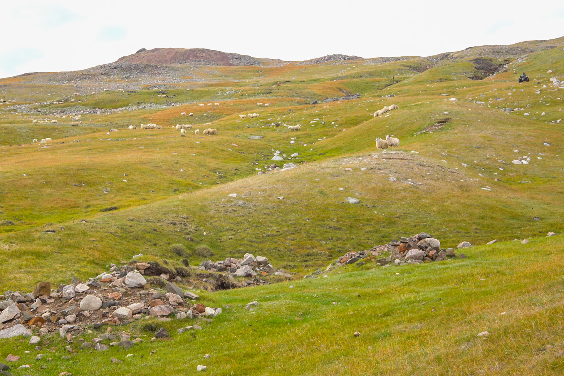 Sheep on the mountain. (Still from camera video)