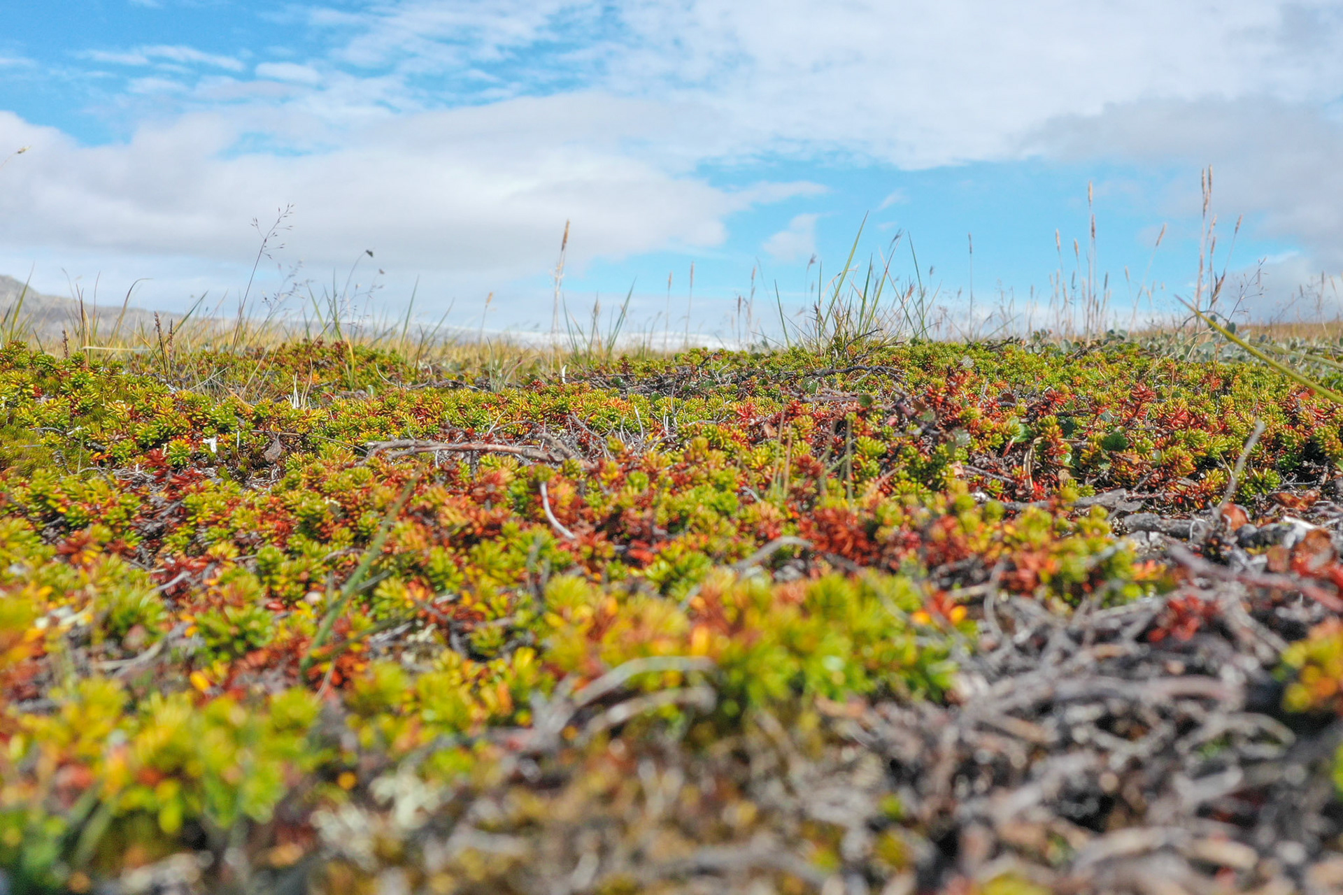 Crowberry on the gravel outwash plain in Isortoq.