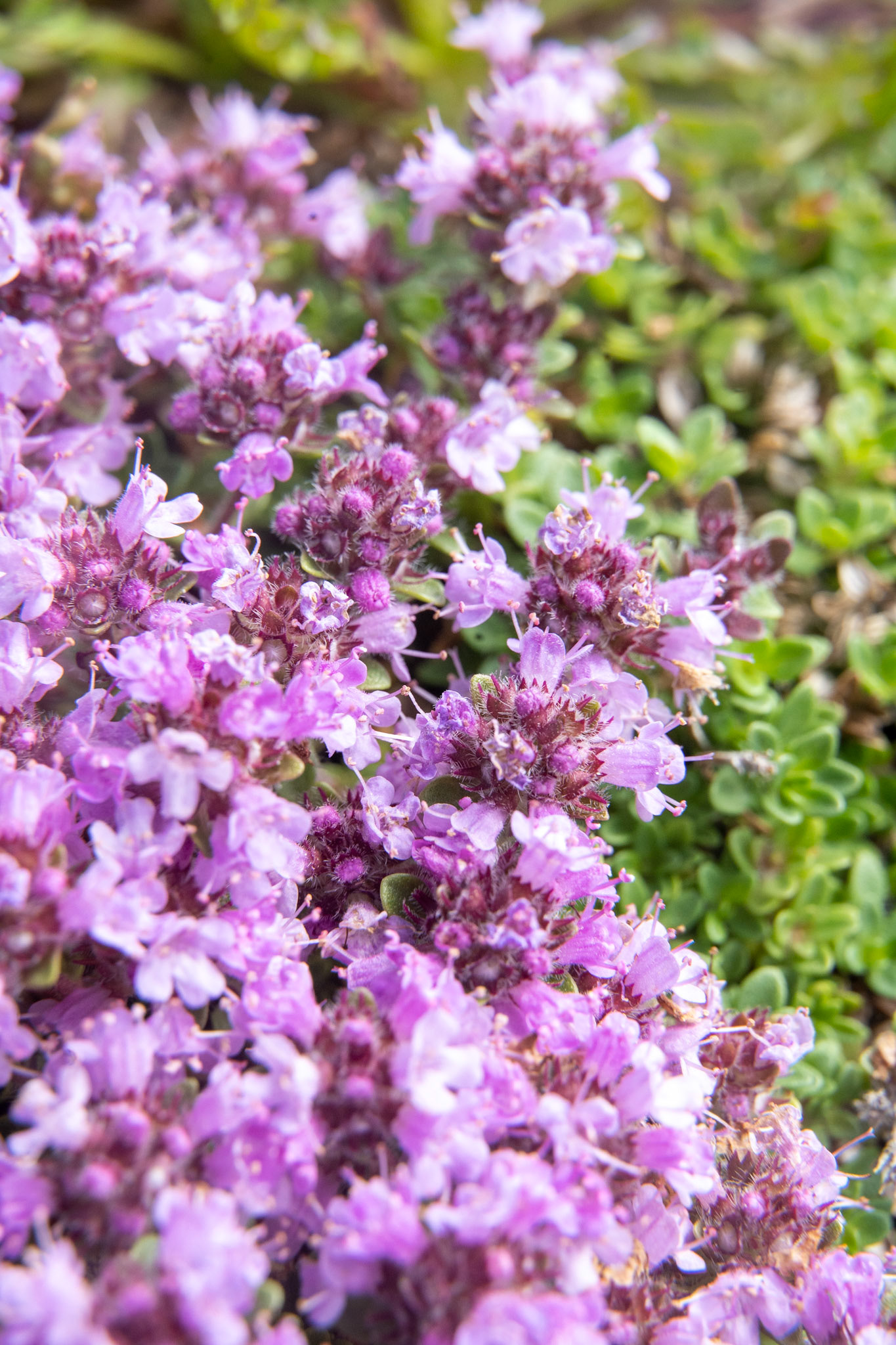 Tupaarnaq. Thymus praecox. Wild arctic thyme. Collected throughout the summer to use as seasoning on lamb!