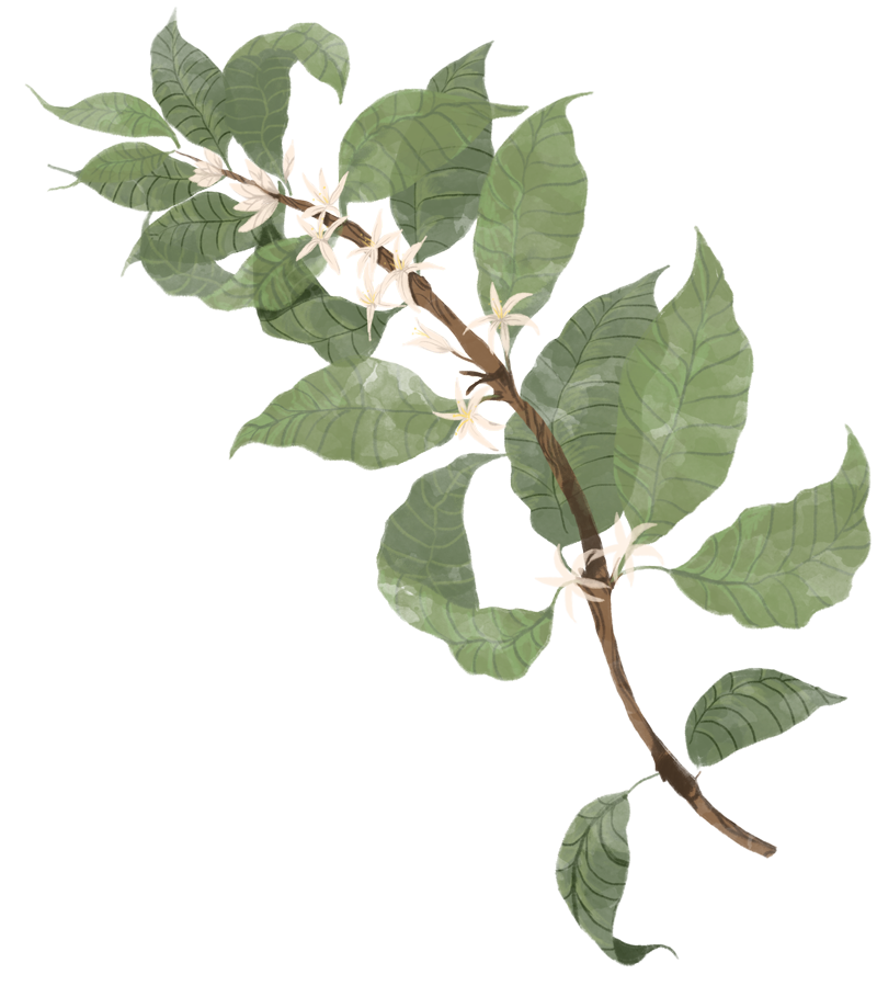 Kaffee-Blüte