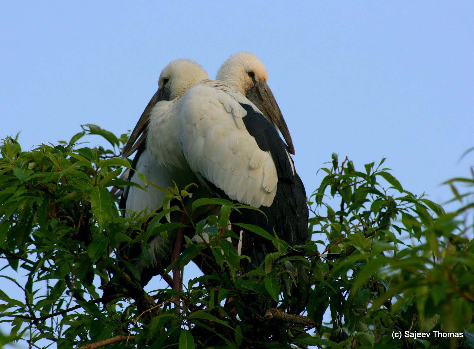 Open-billed stork