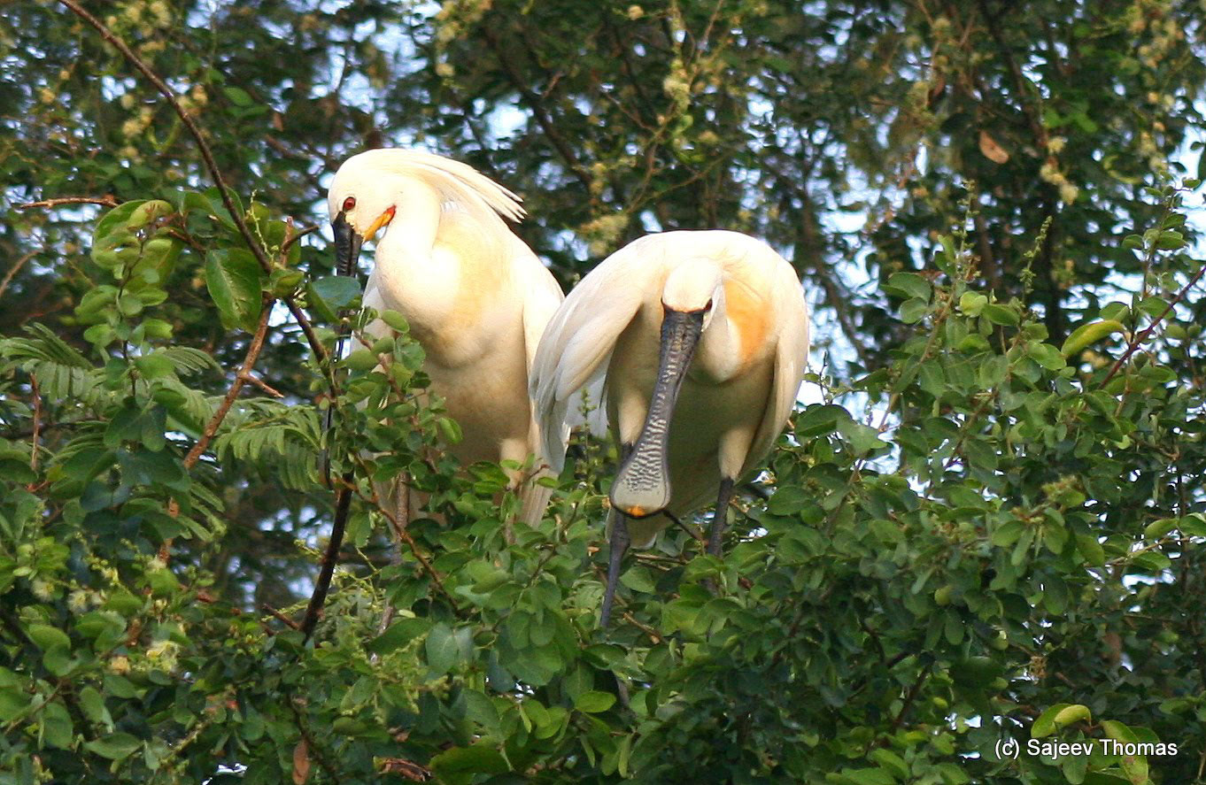 Spoonbill