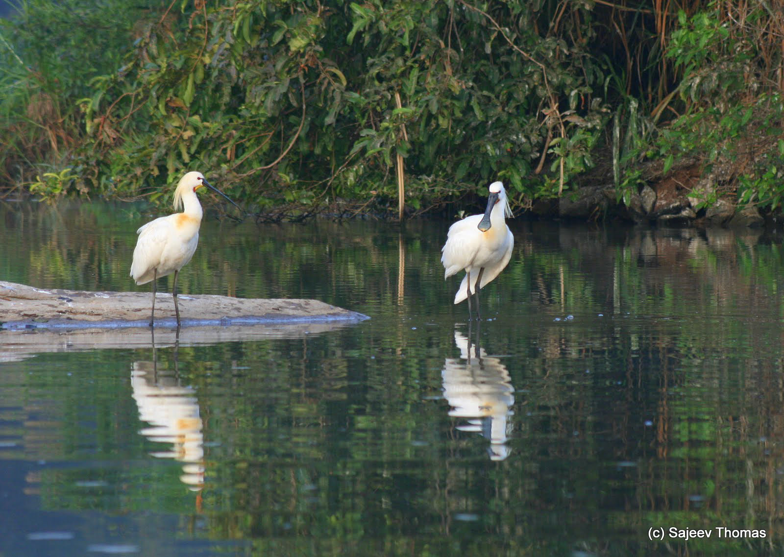 Spoonbill