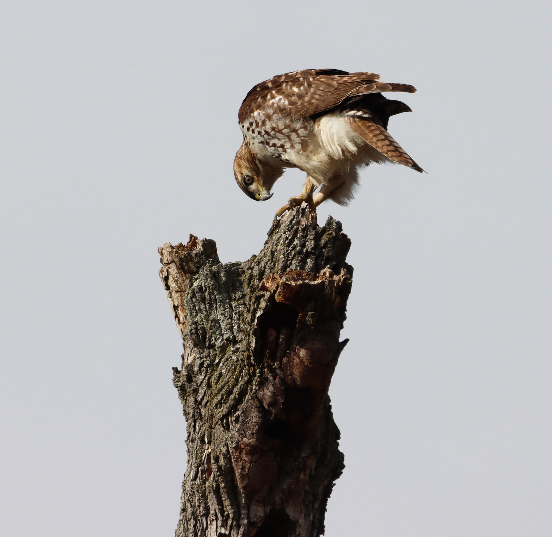 Red-tailed Hawk