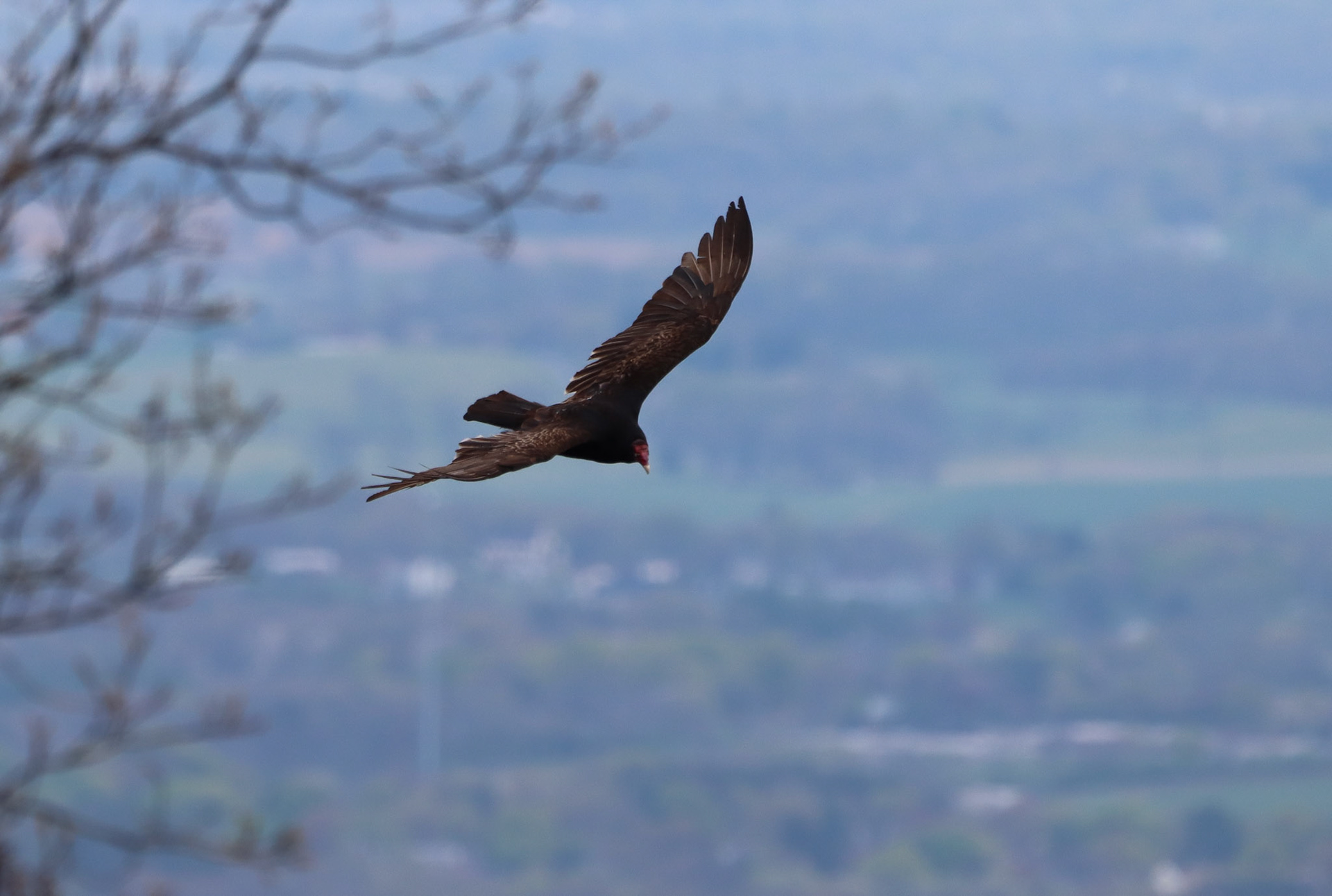 Turkey Vulture
