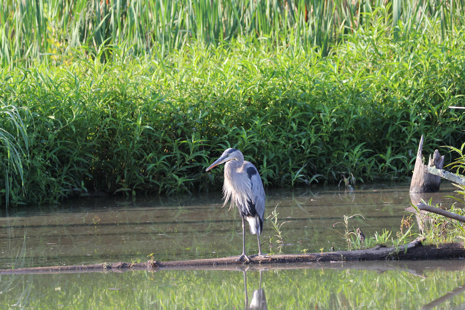 Great Blue Heron