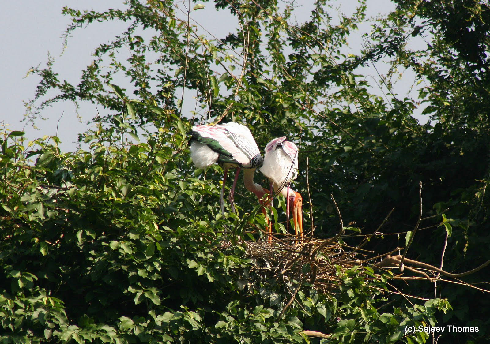 Painted stork
