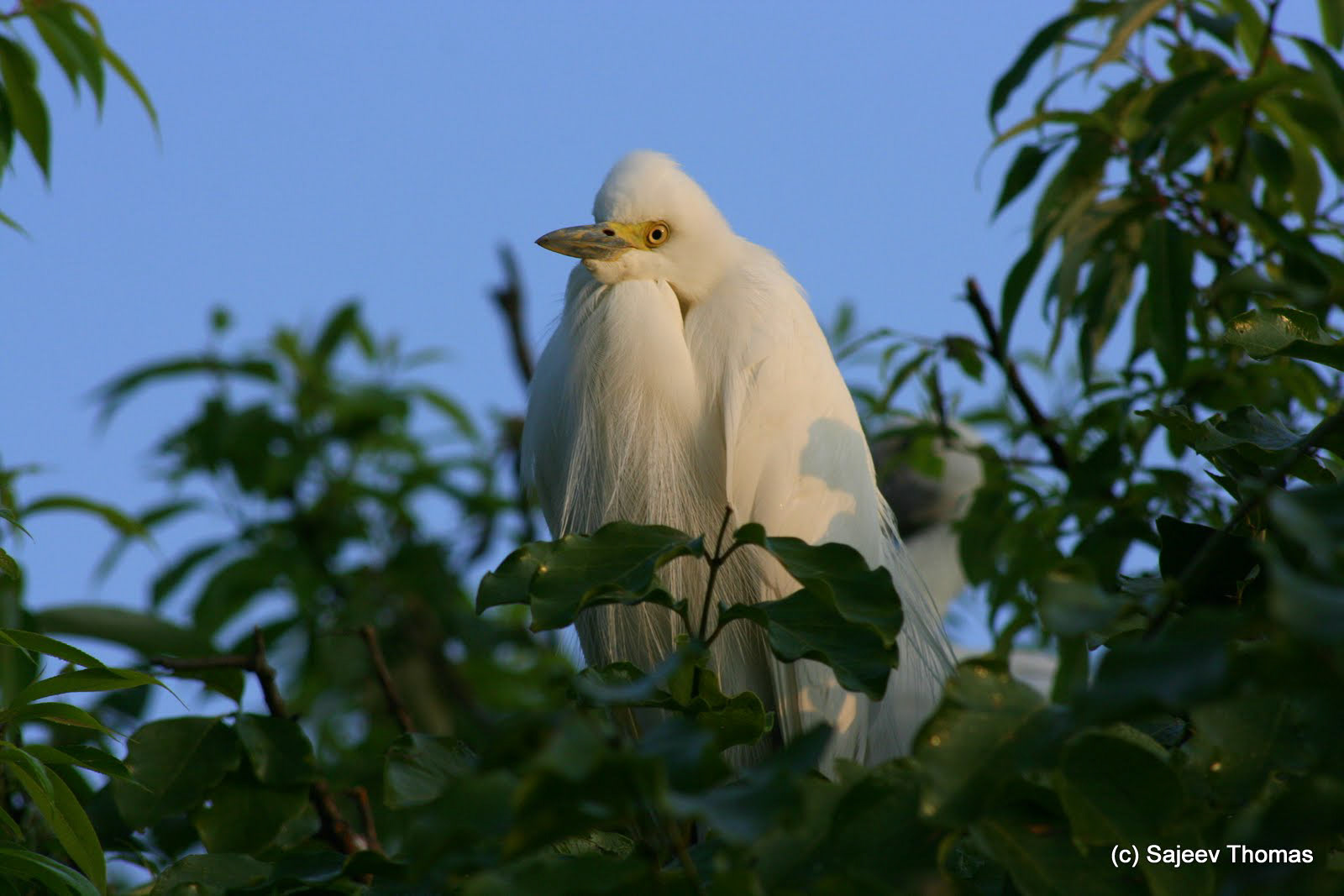 Egret