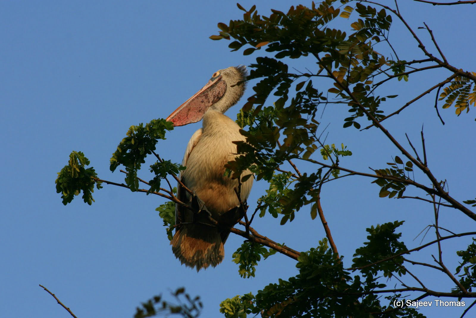 Pelican