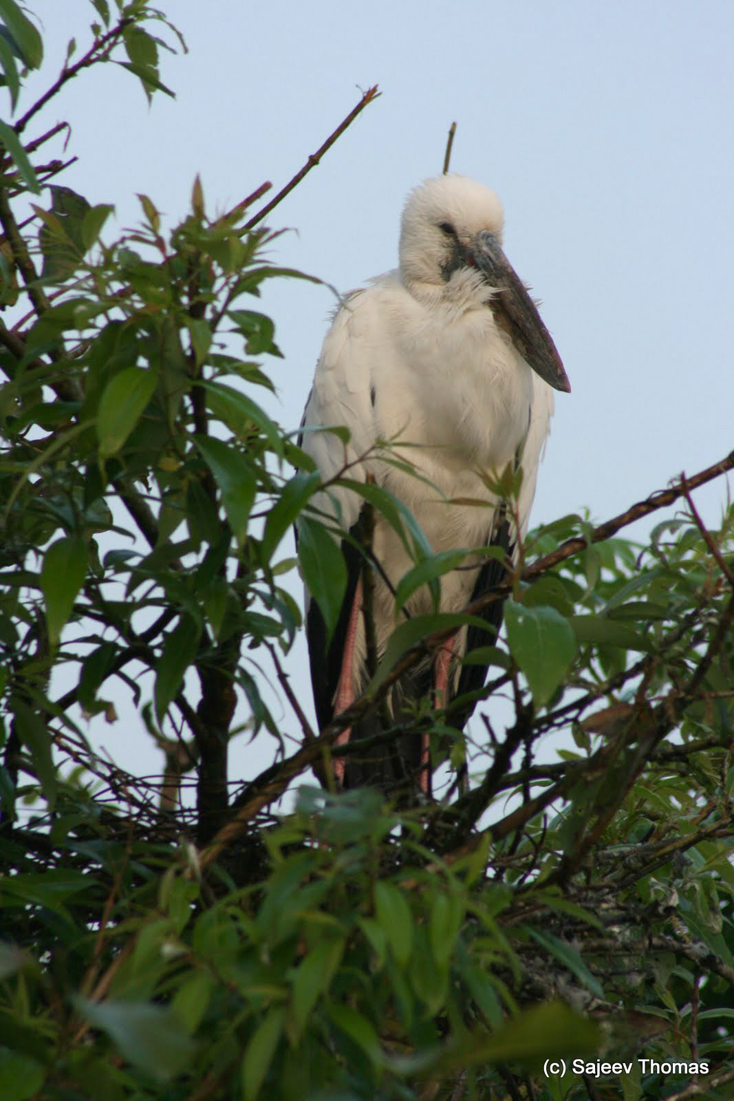 Open-billed stork