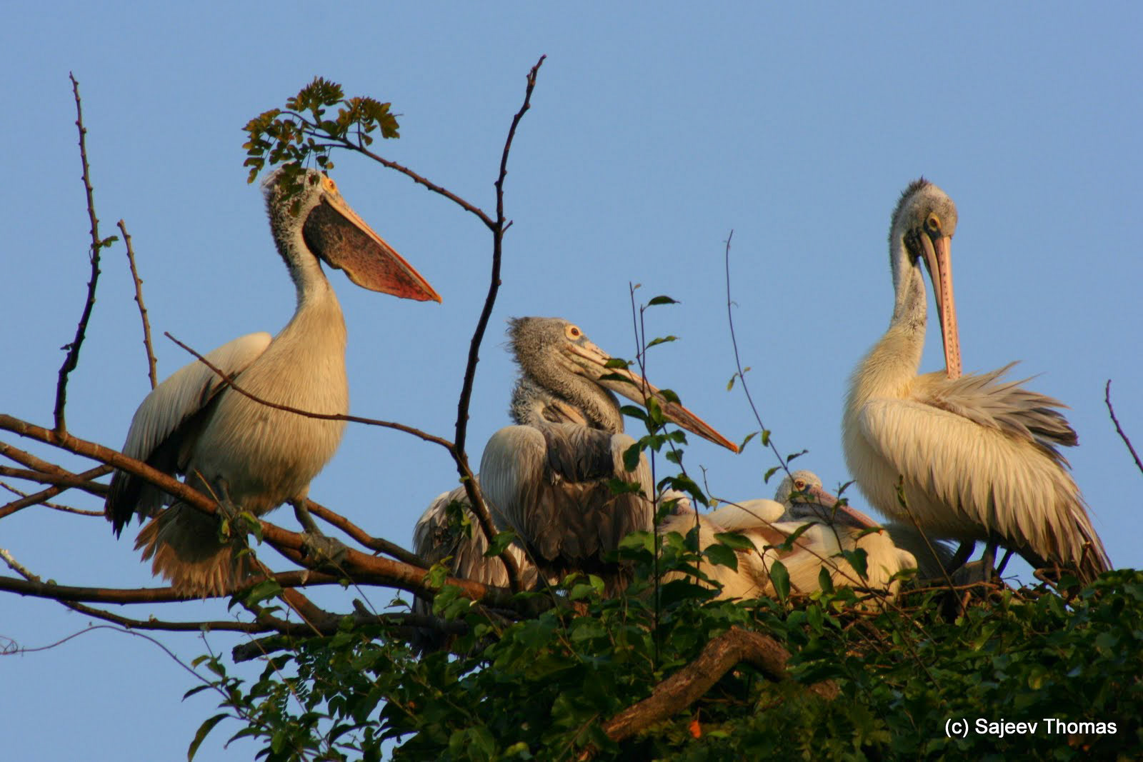 Pelicans
