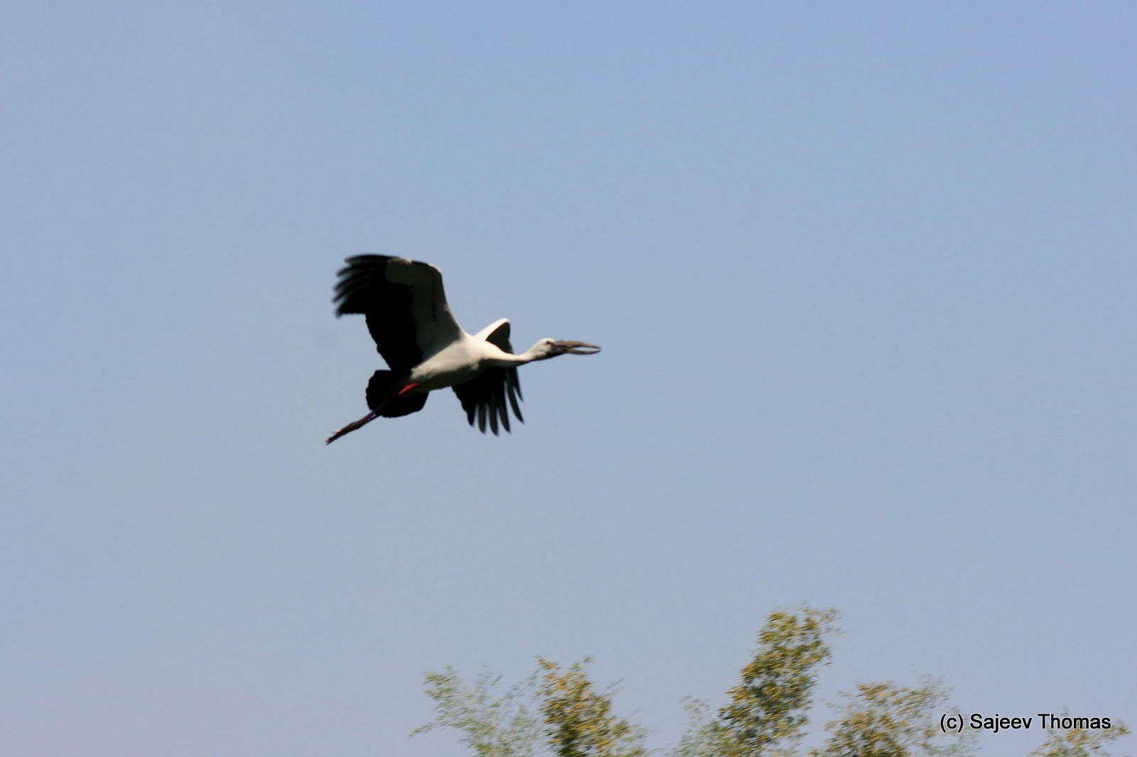 Open-billed stork