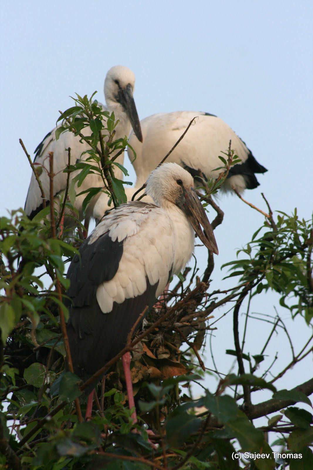 Open-billed stork