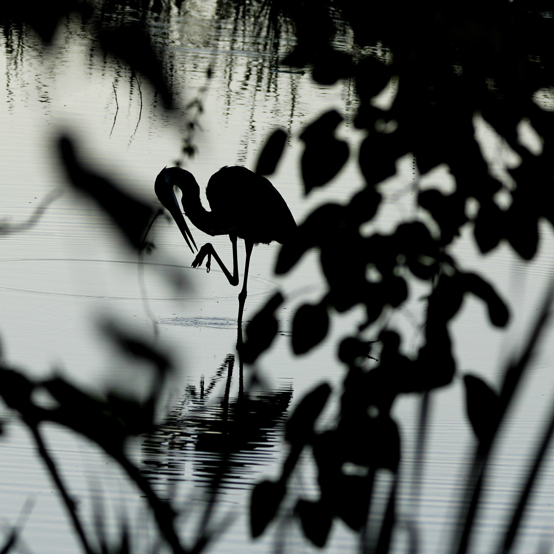 Great Blue Heron