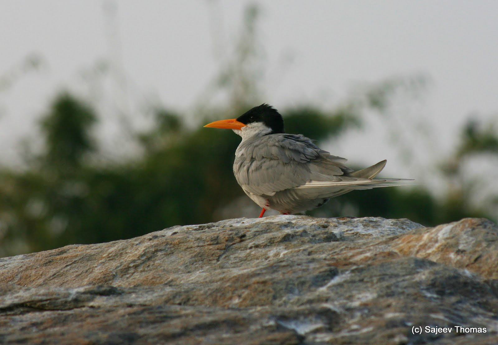 River tern