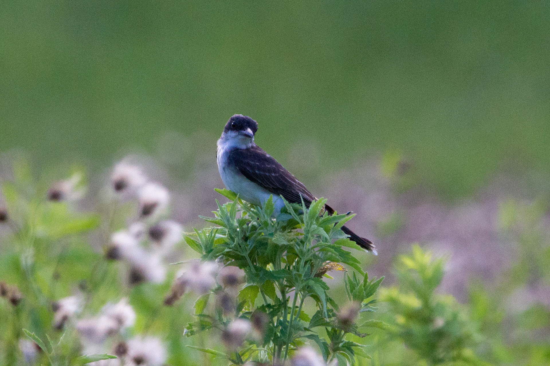 Eastern Kingbird