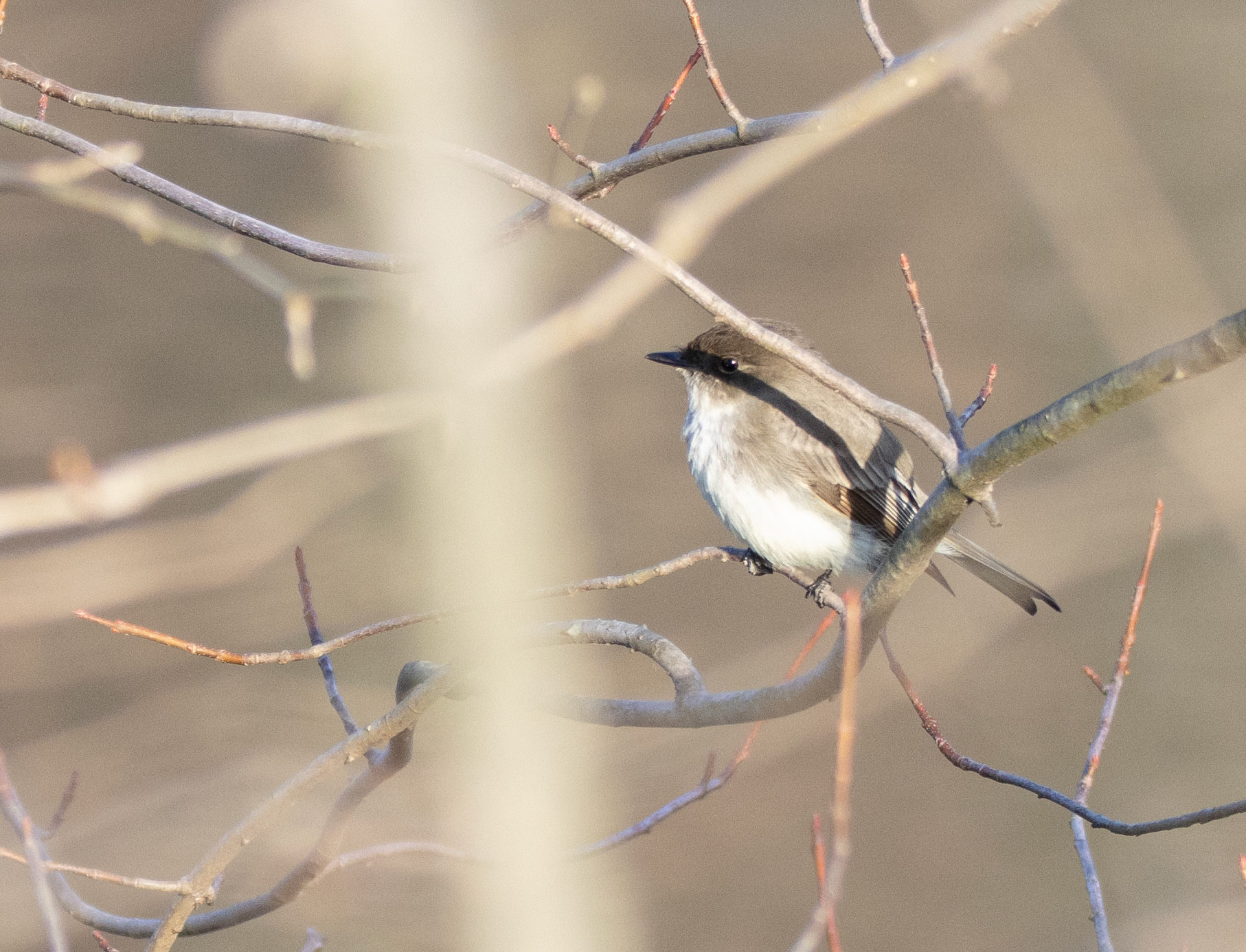 Eastern Phoebe