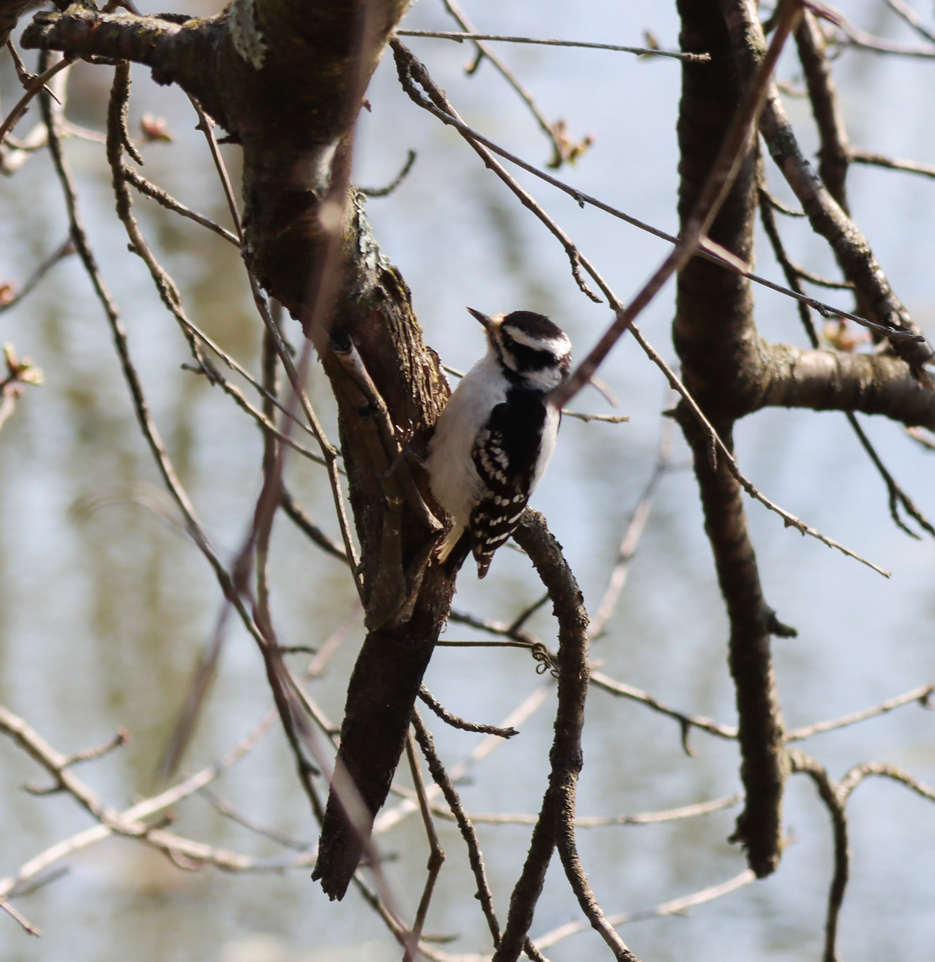 Hairy Woodpecker