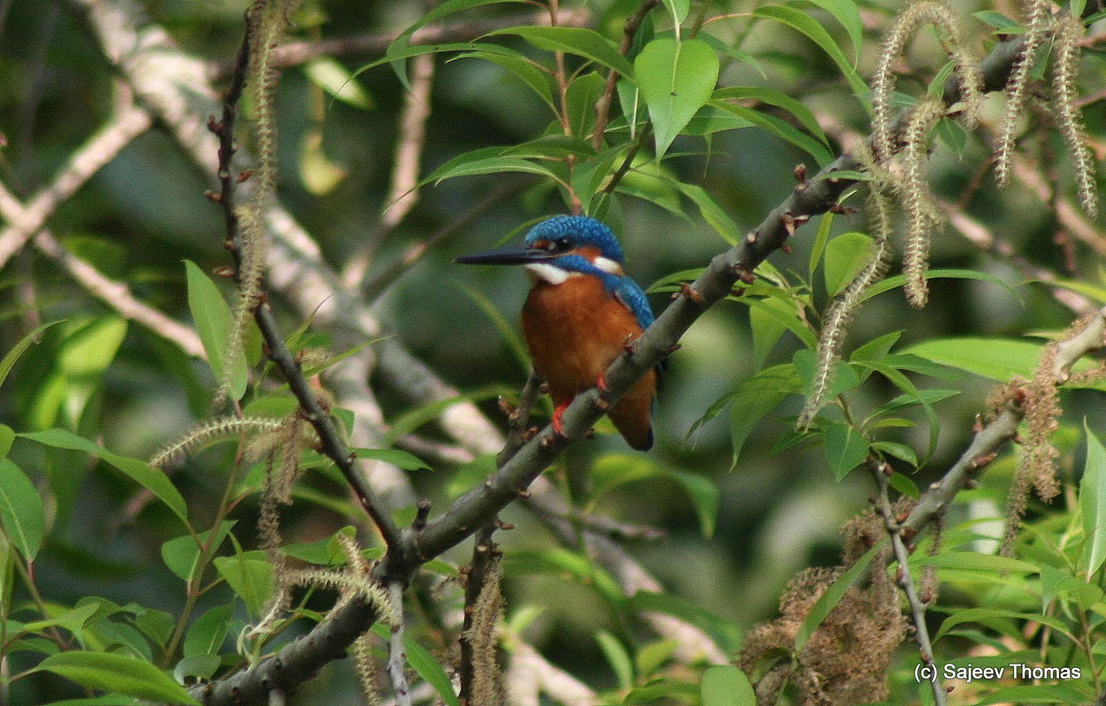 Common blue kingfisher