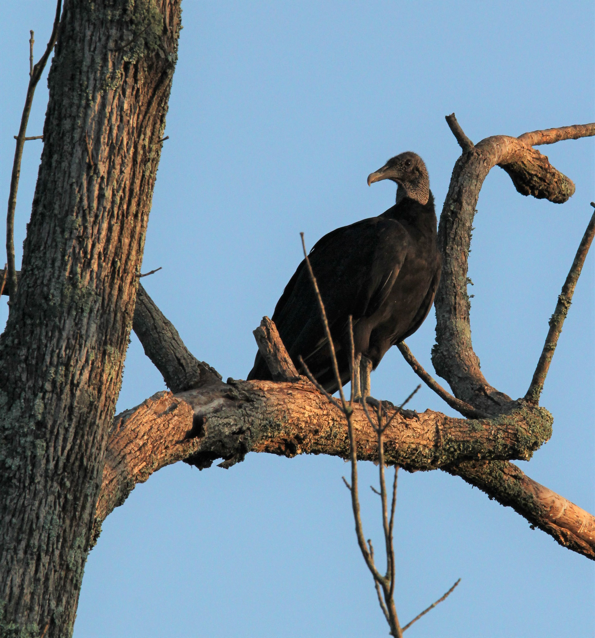Black Vulture