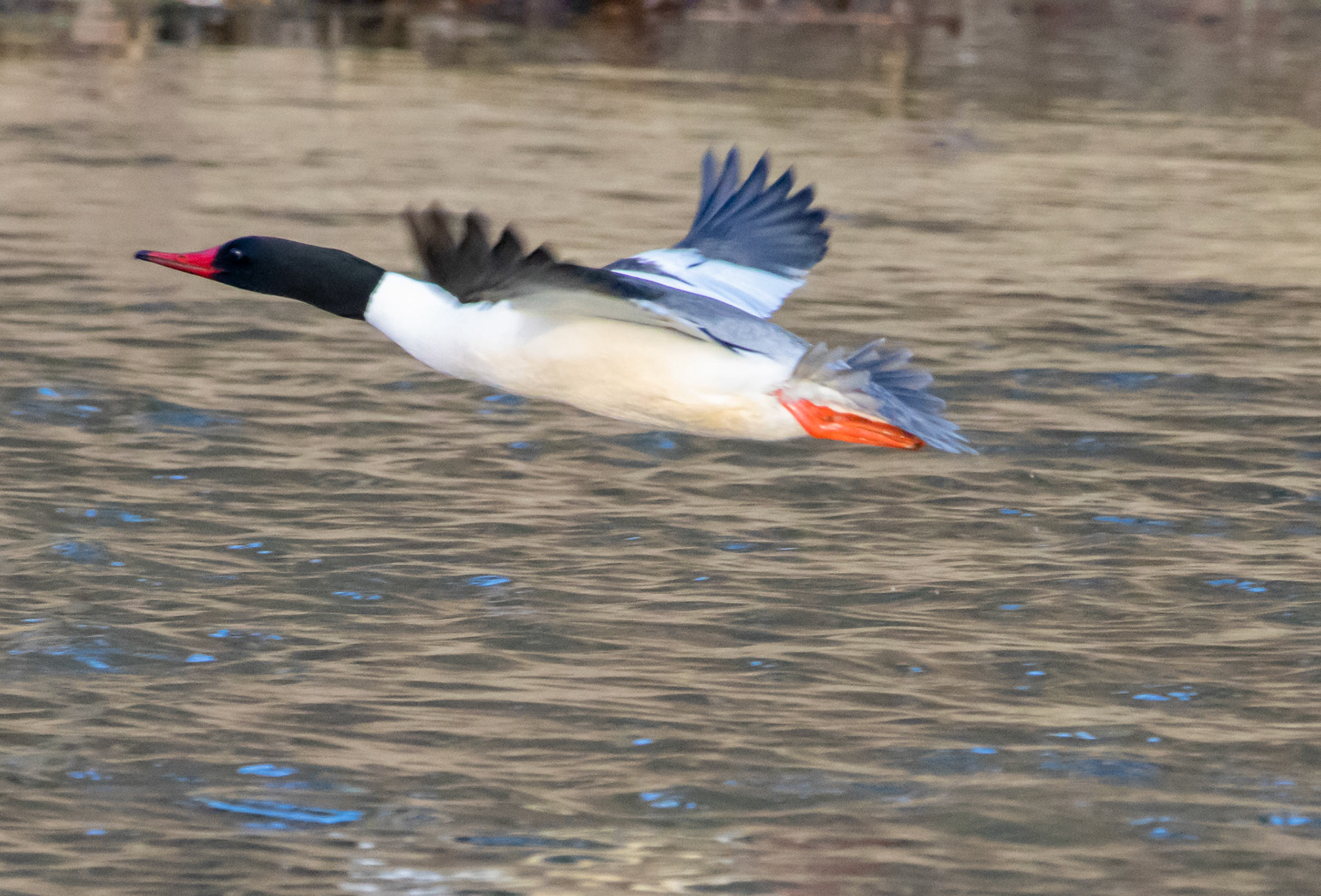 Common Merganser