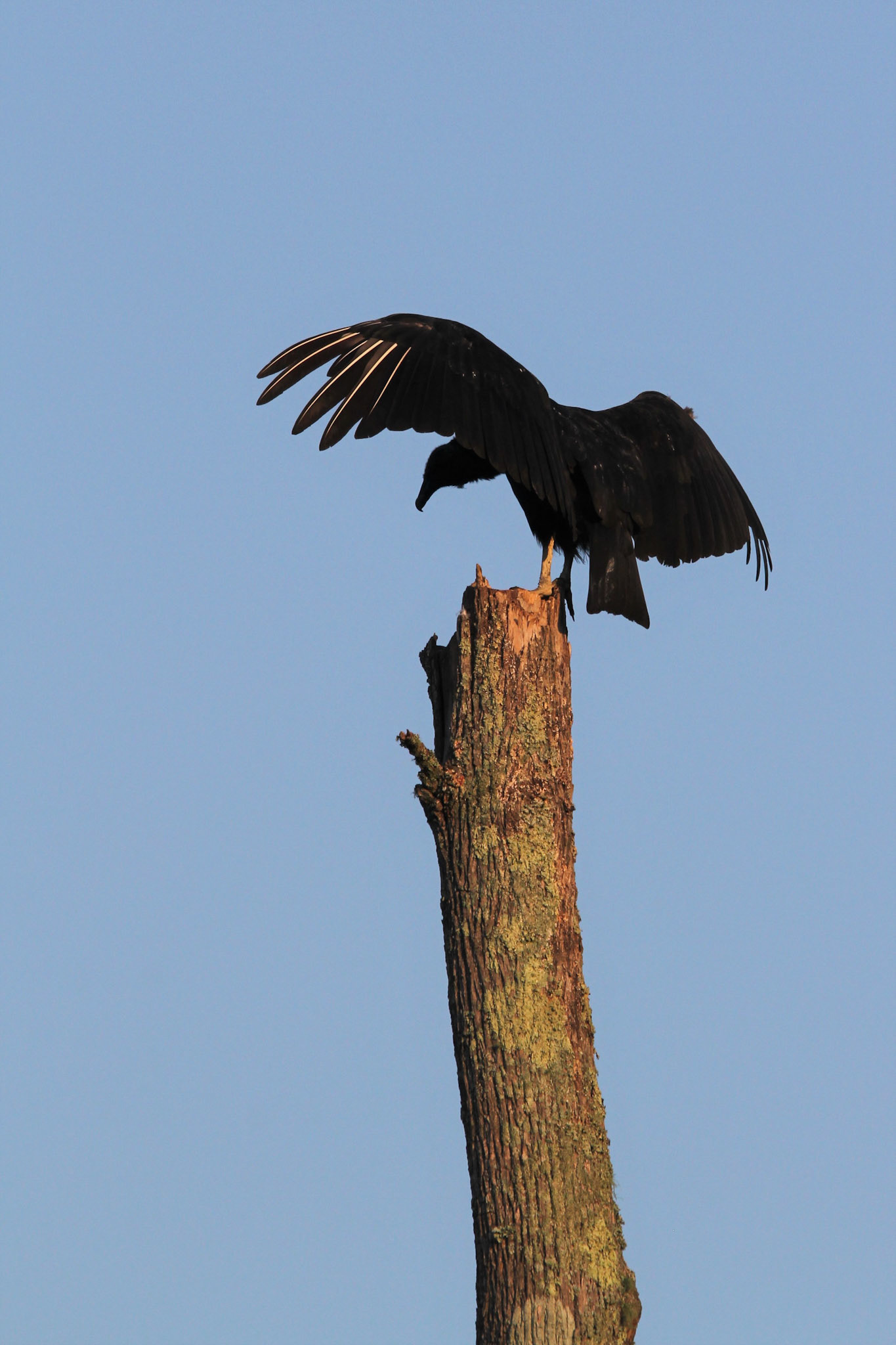 Black Vulture
