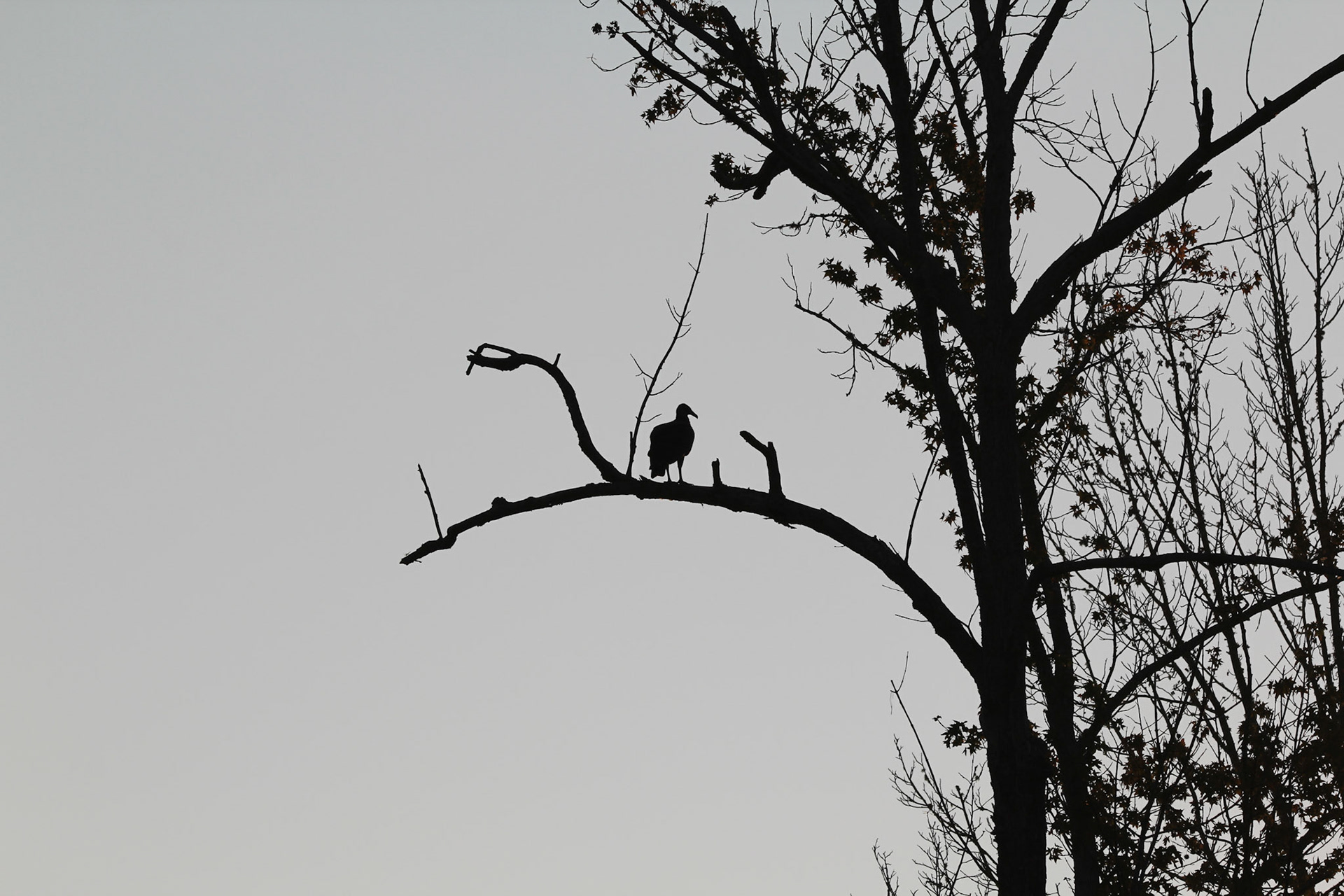 Black Vulture - Silhoutee