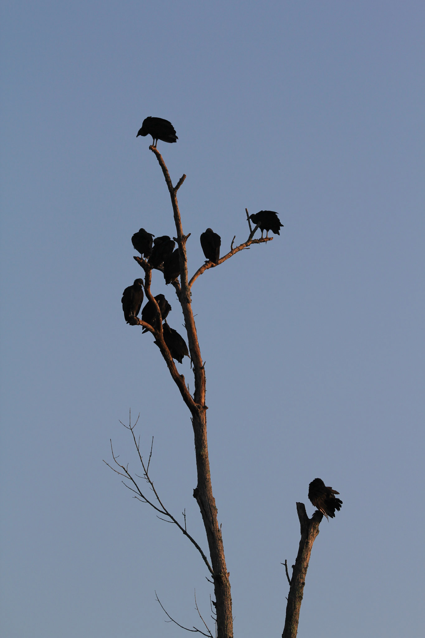 Black Vultures