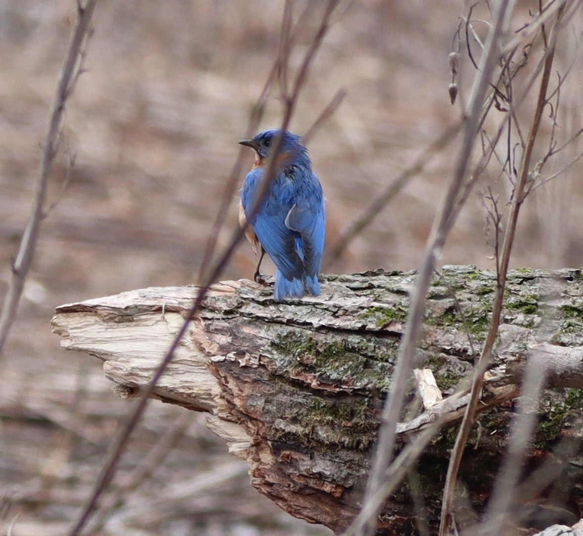 Eastern Bluebird