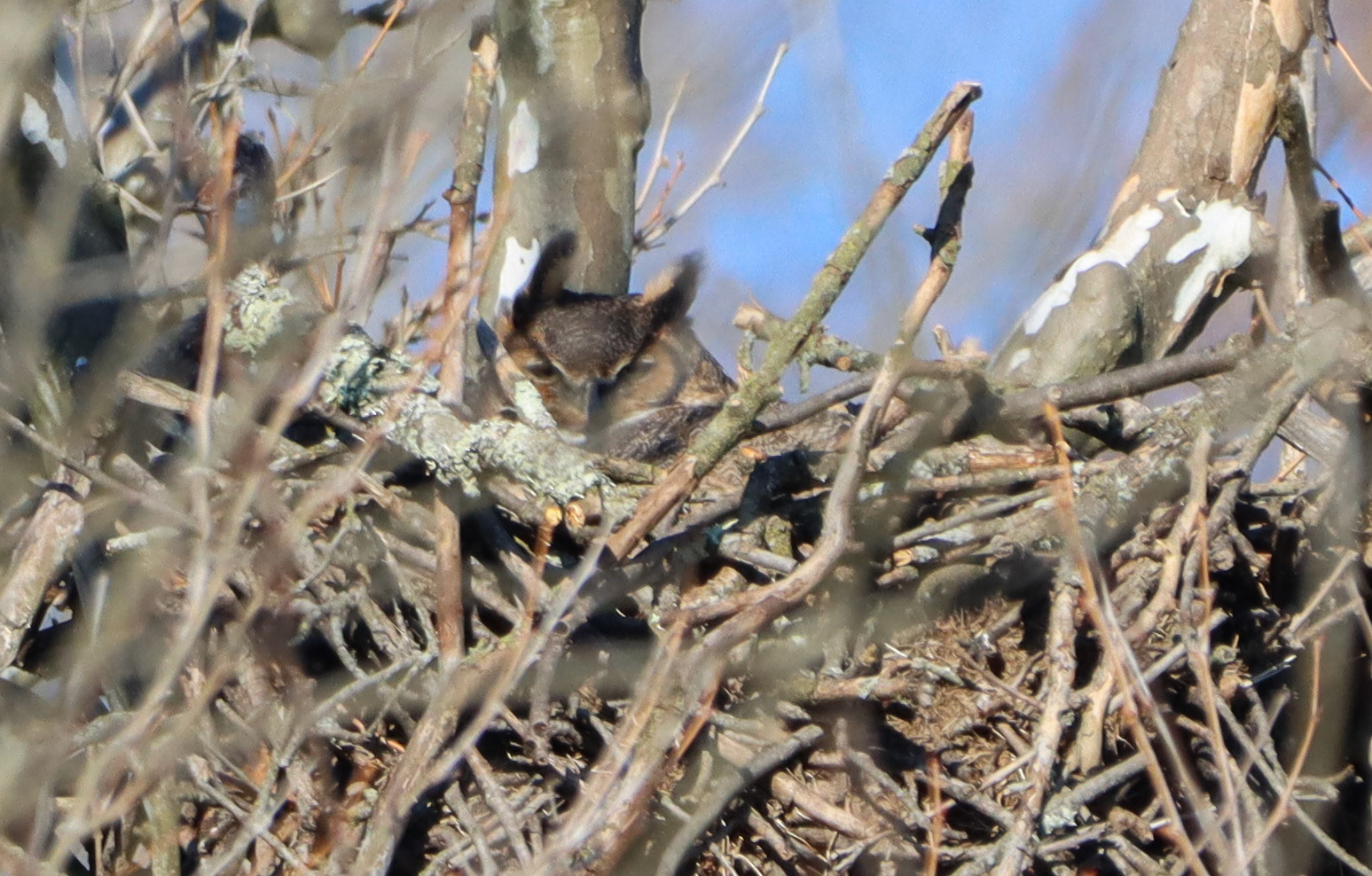 Great Horned Owl