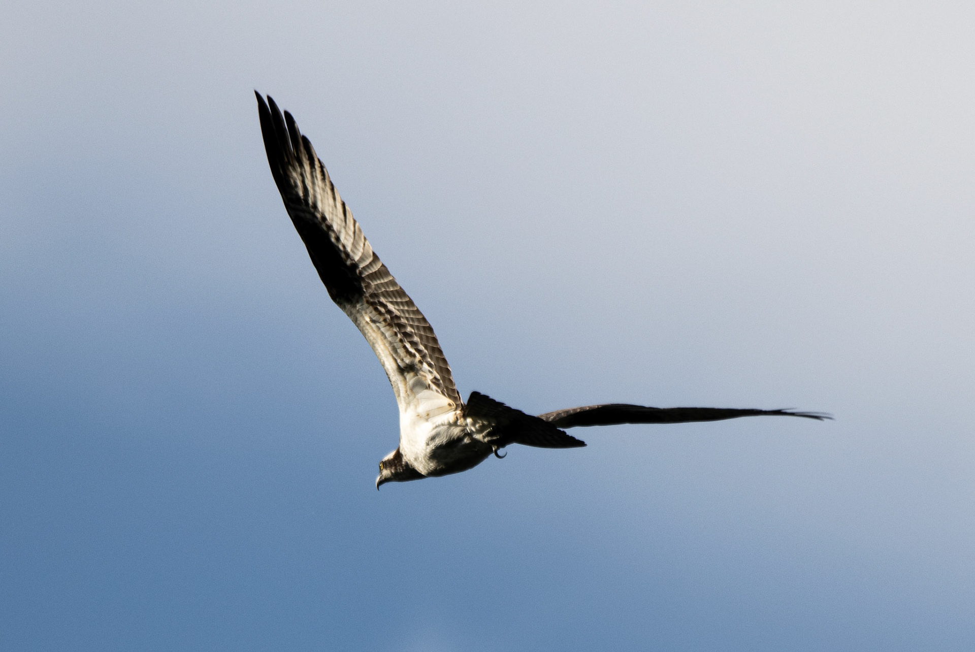 Osprey