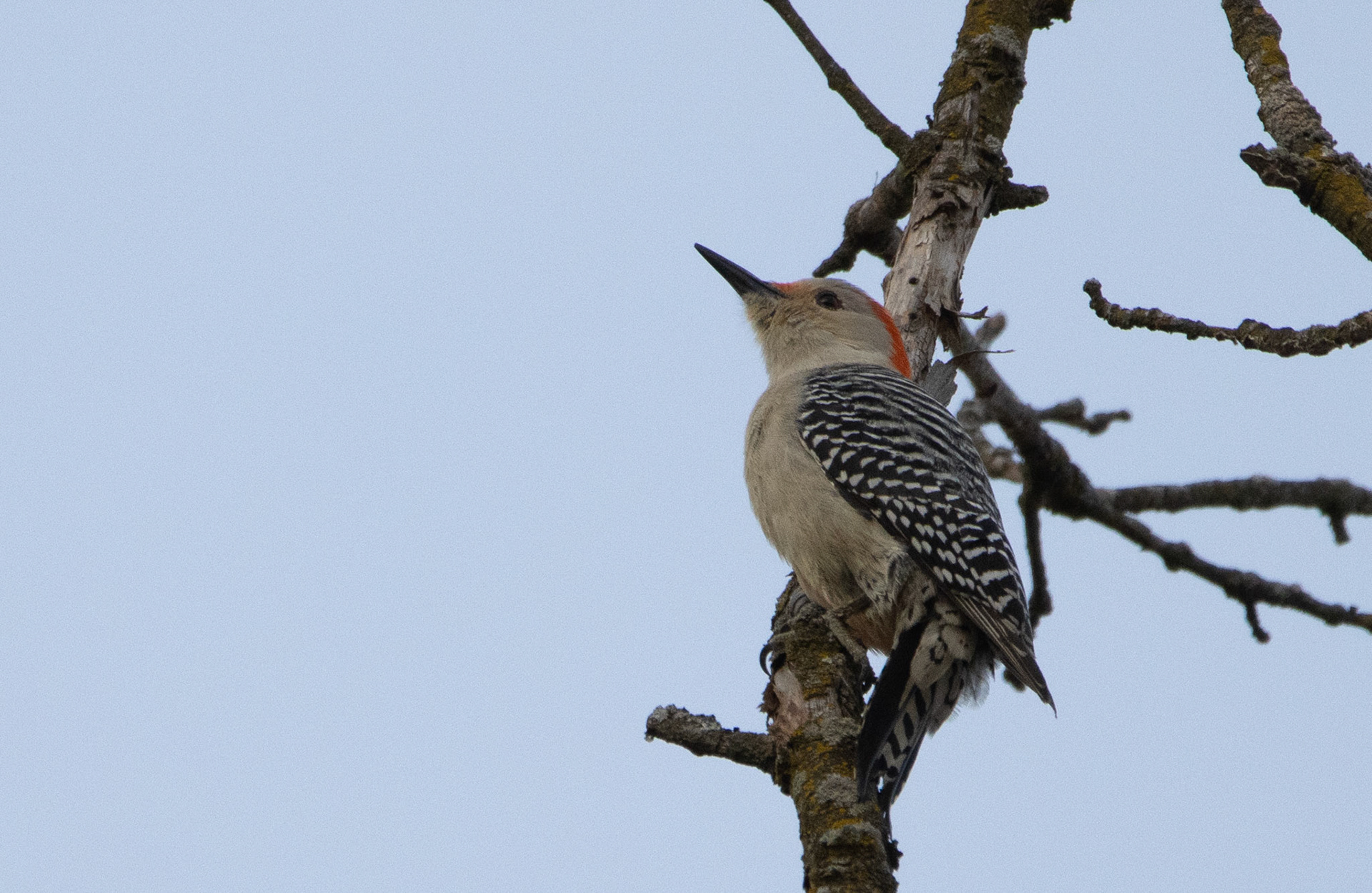 Red-bellied Woodpecker