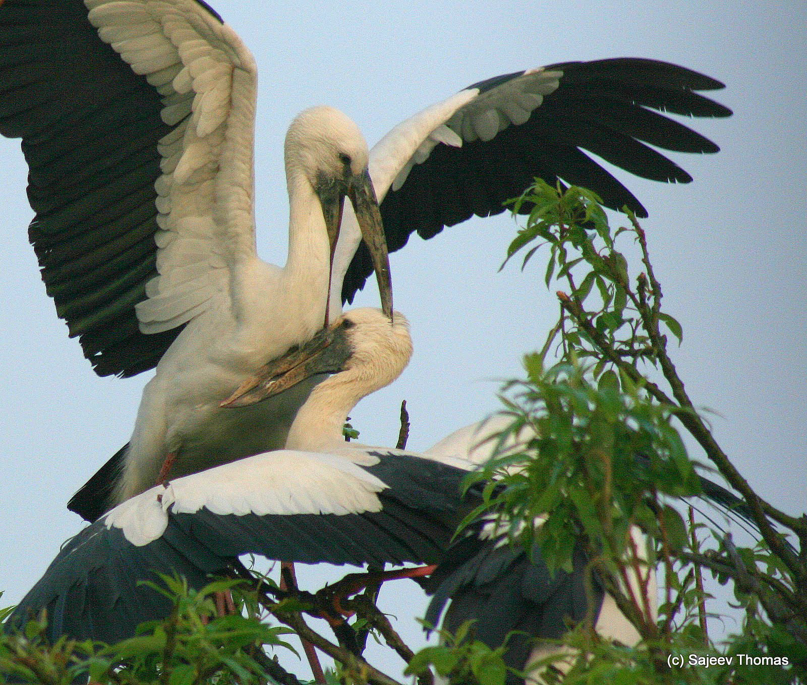 Open-billed stork