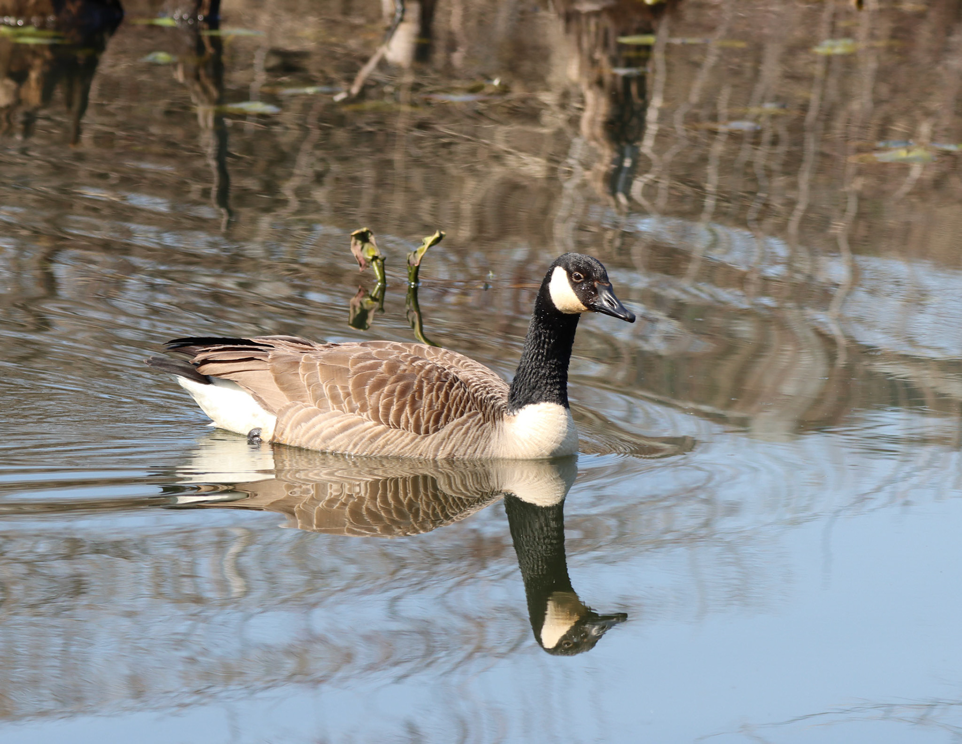 Canada Goose