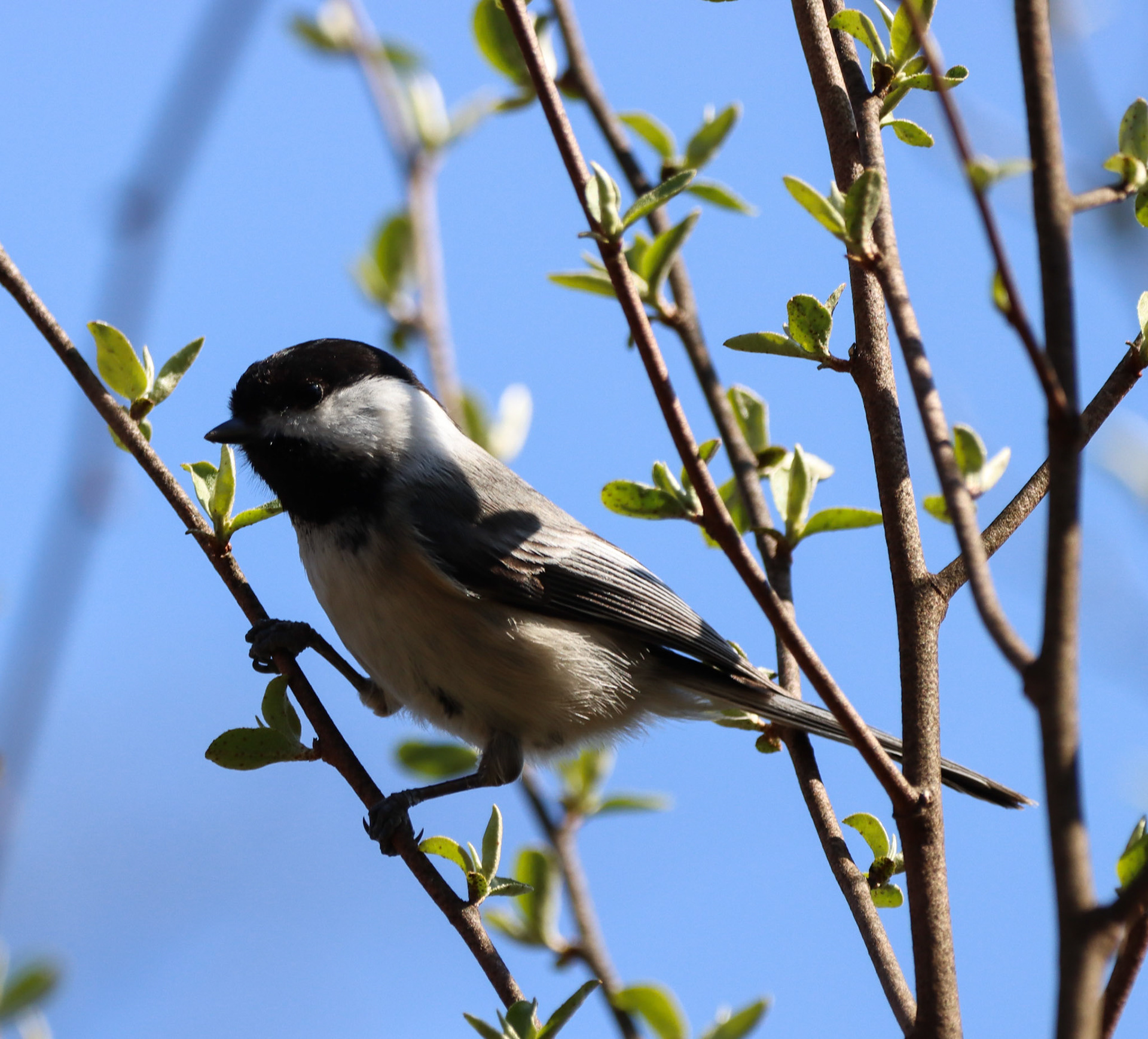 Black-capped Chicadee