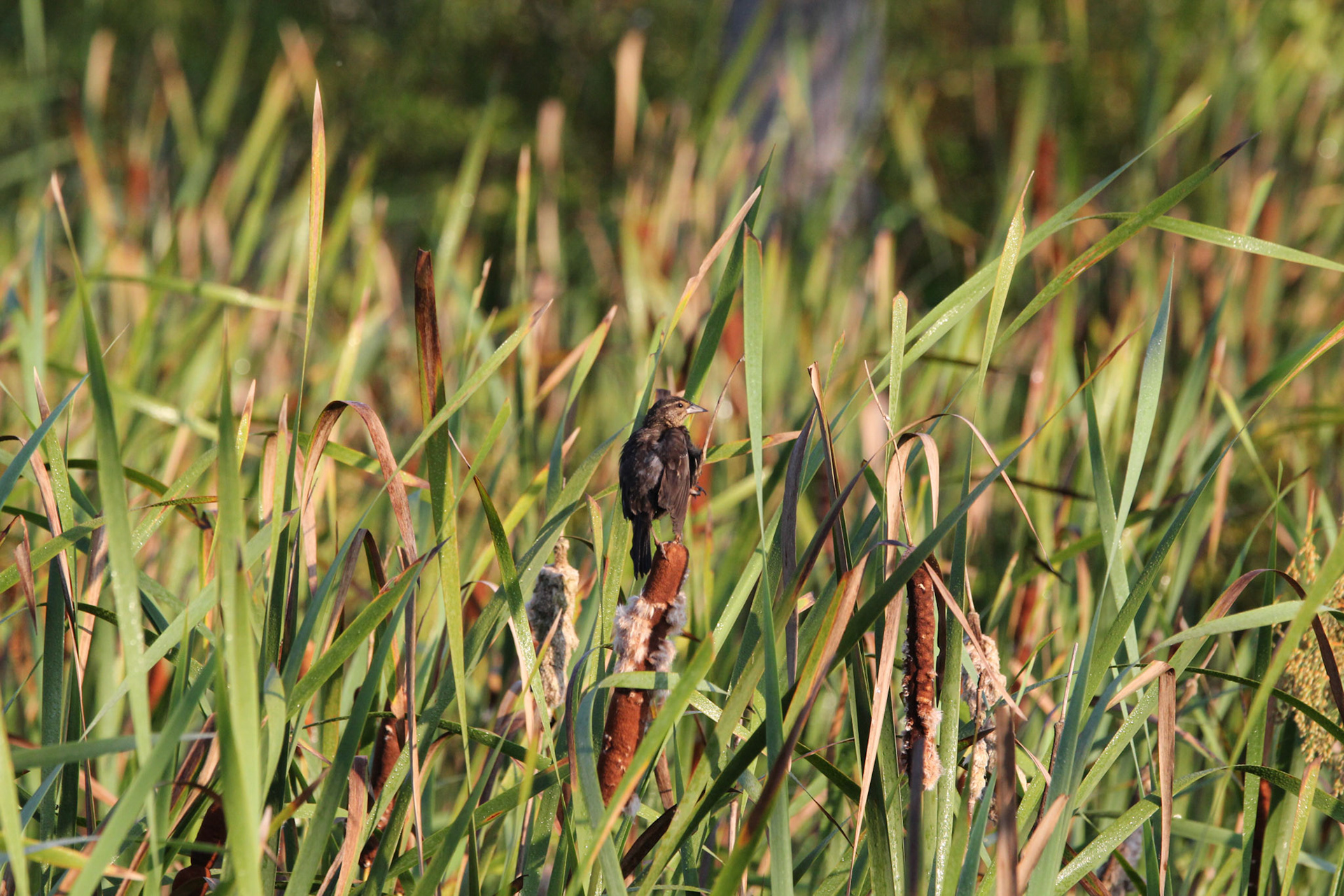 Red-winged Blackbird