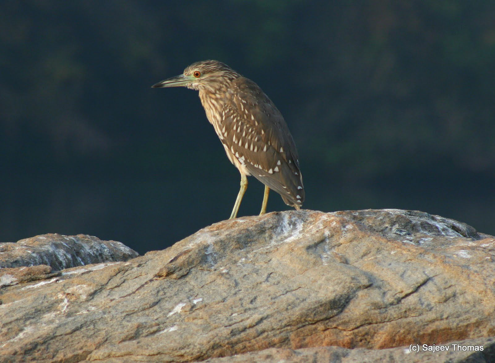 Pond heron