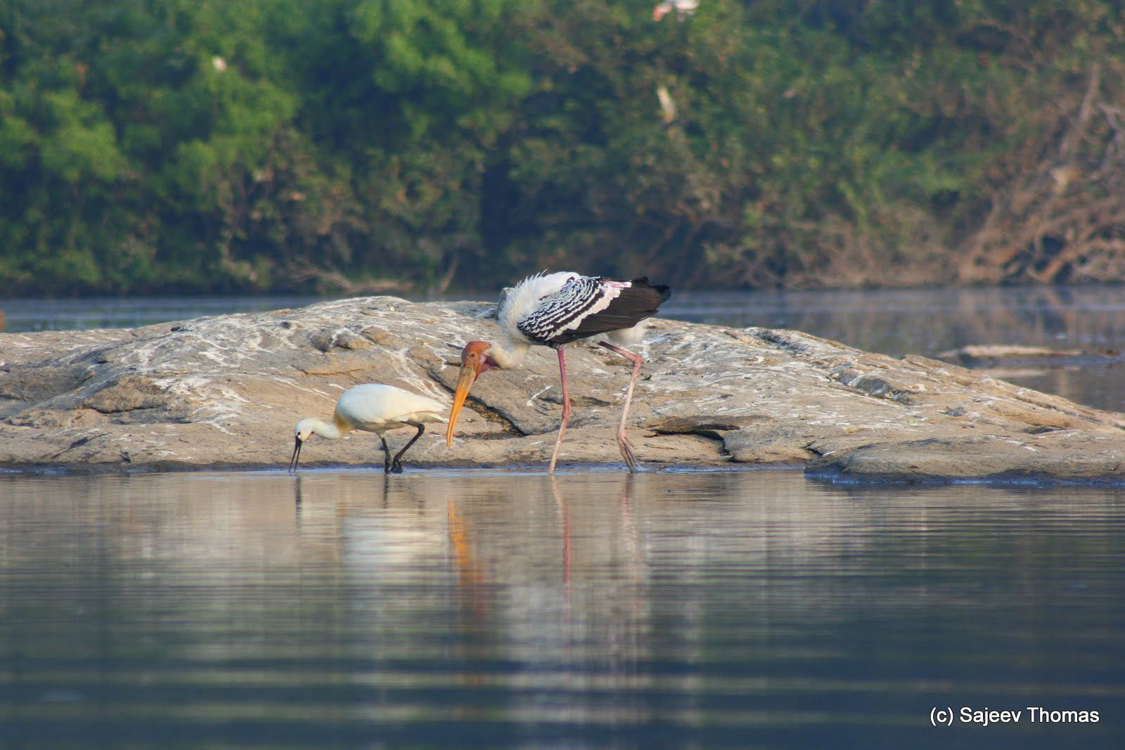Painted stork and ??
