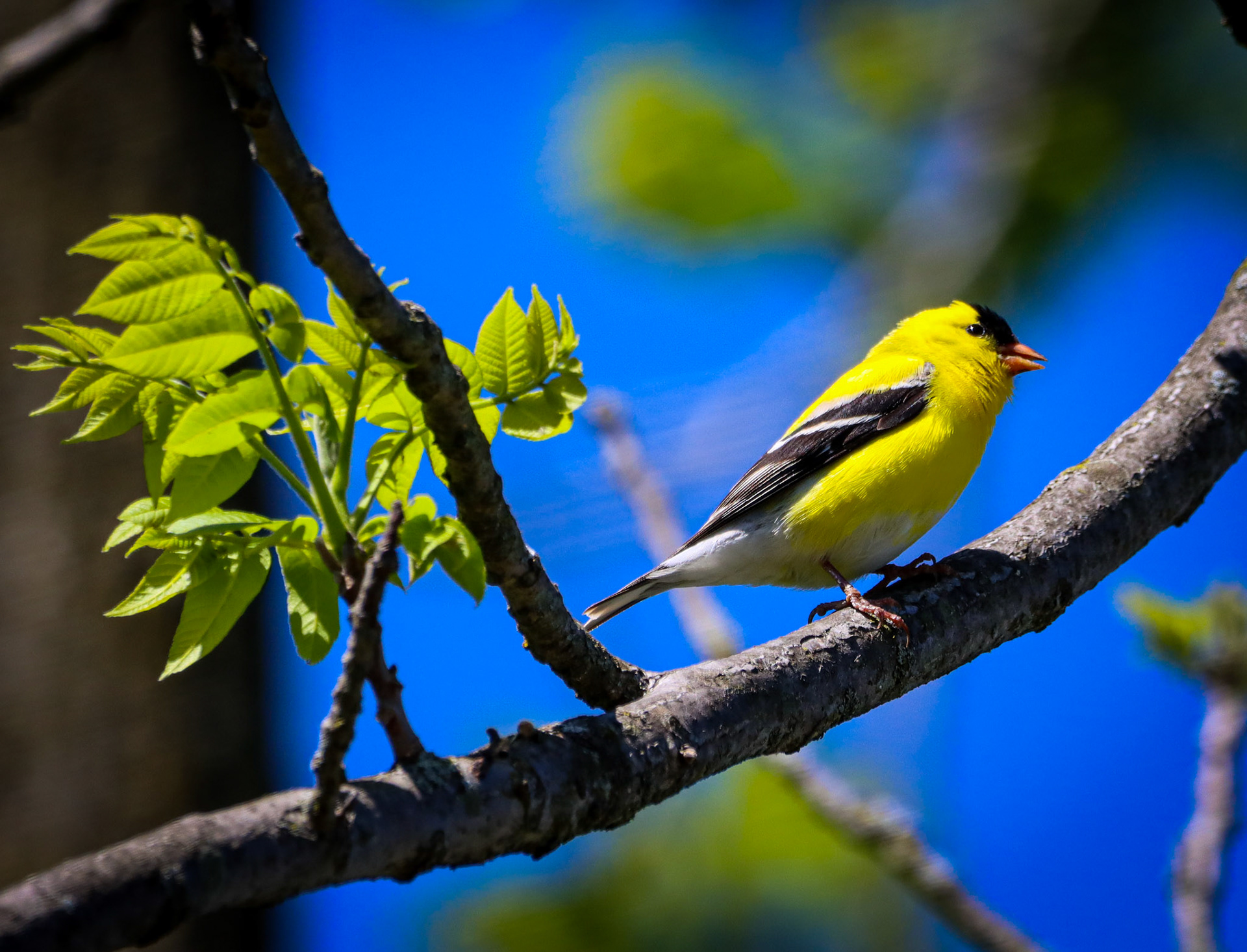 American Goldfinch