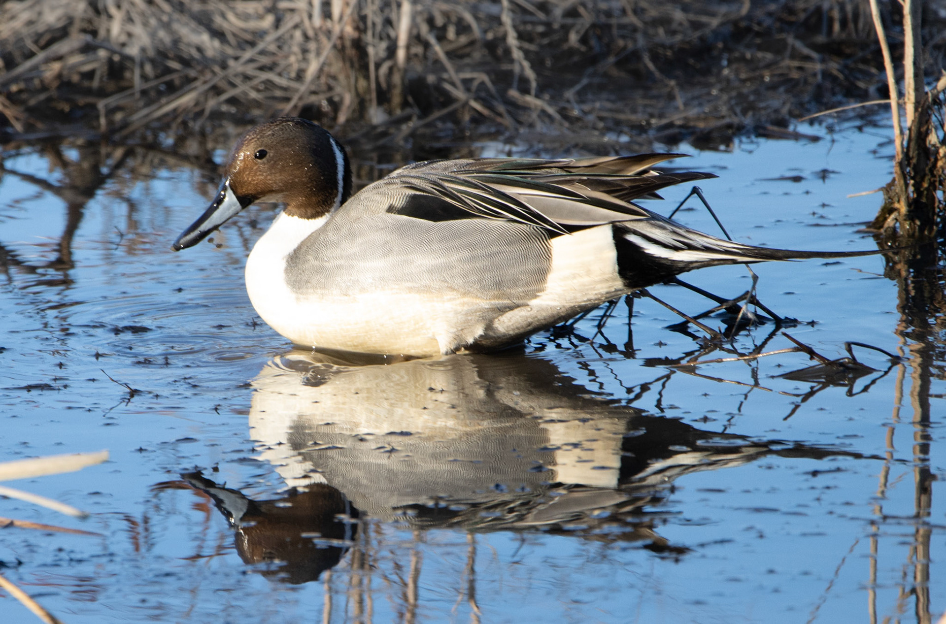 Northern Pintail (male)