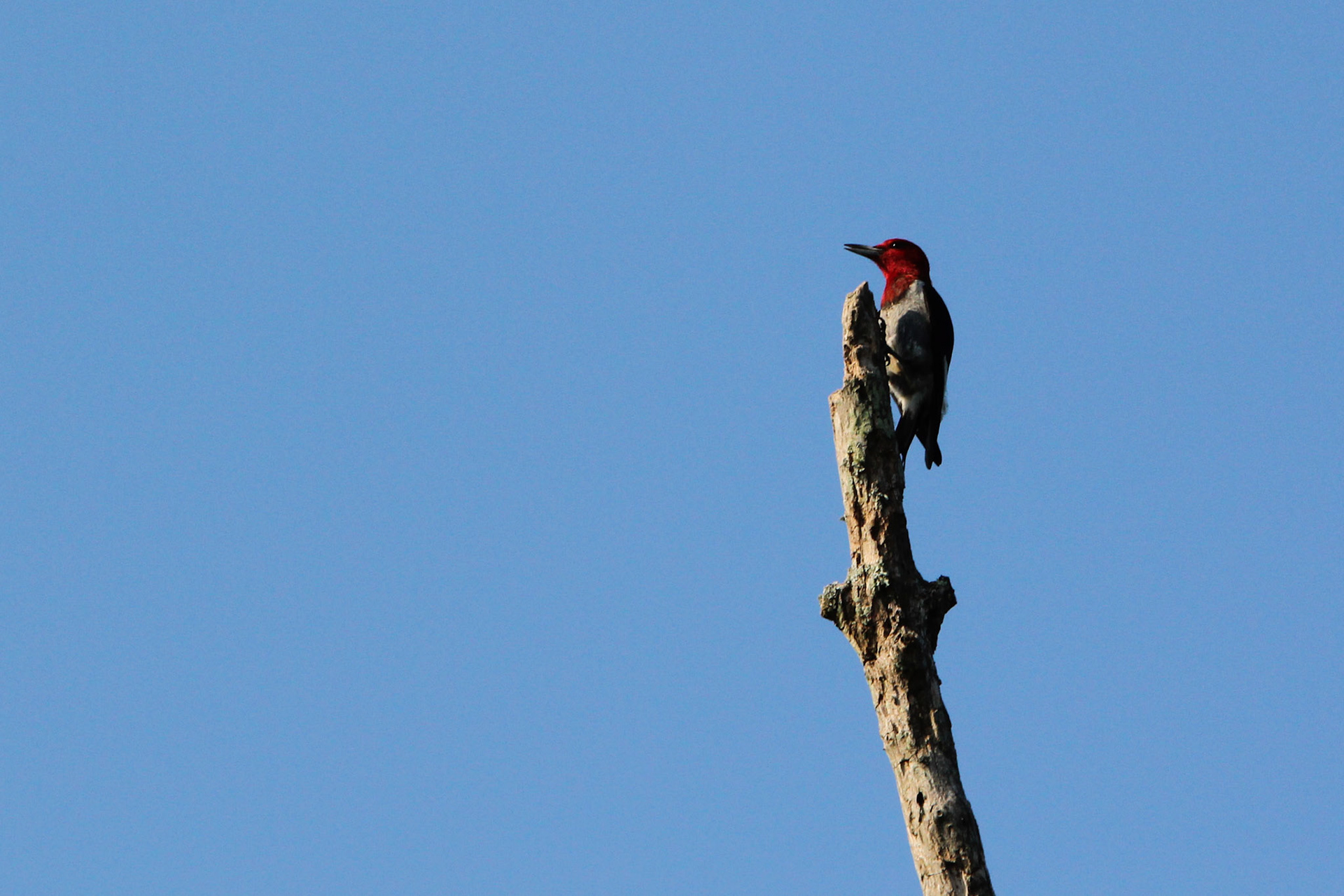 Red-headed Woodpecker