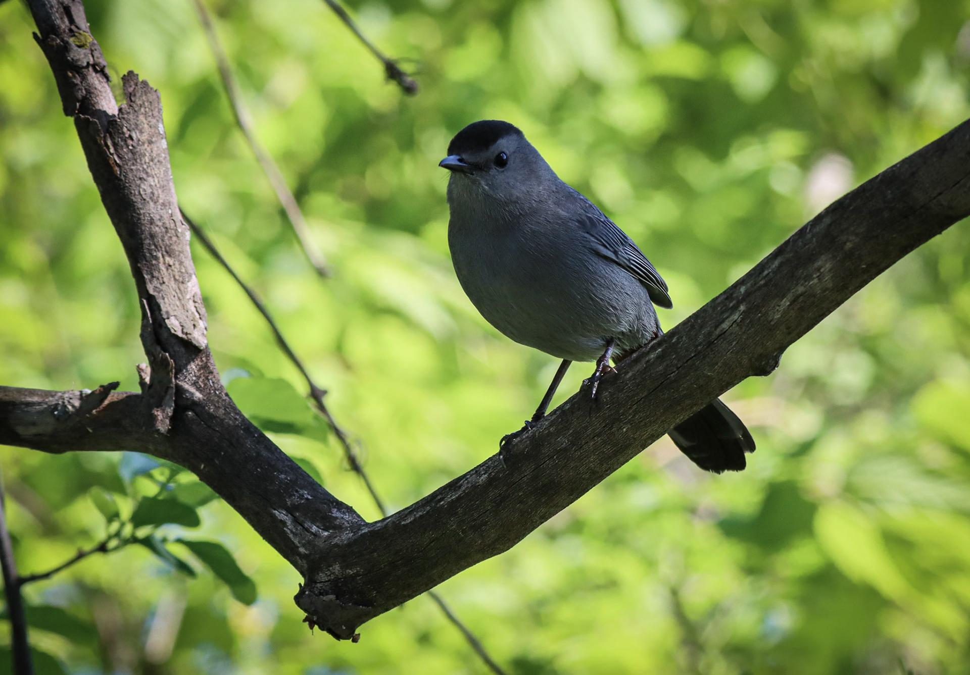 Gray Catbird