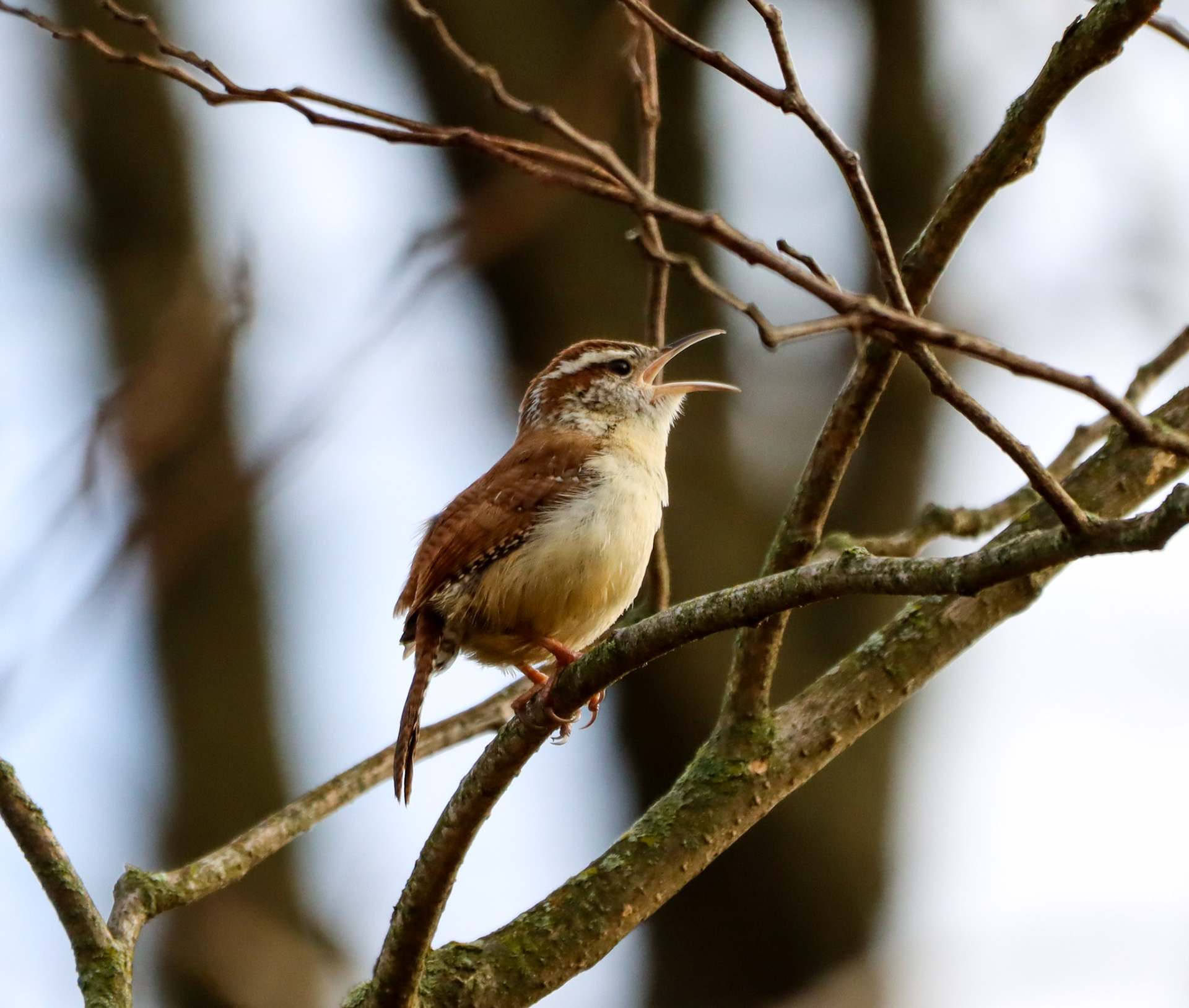 Carolina Wren