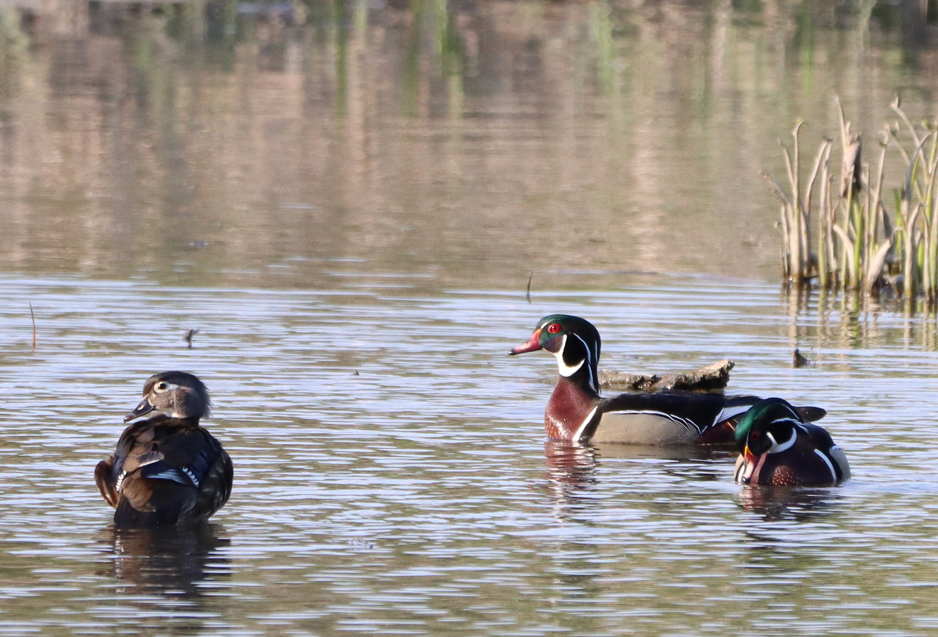 Wood Ducks