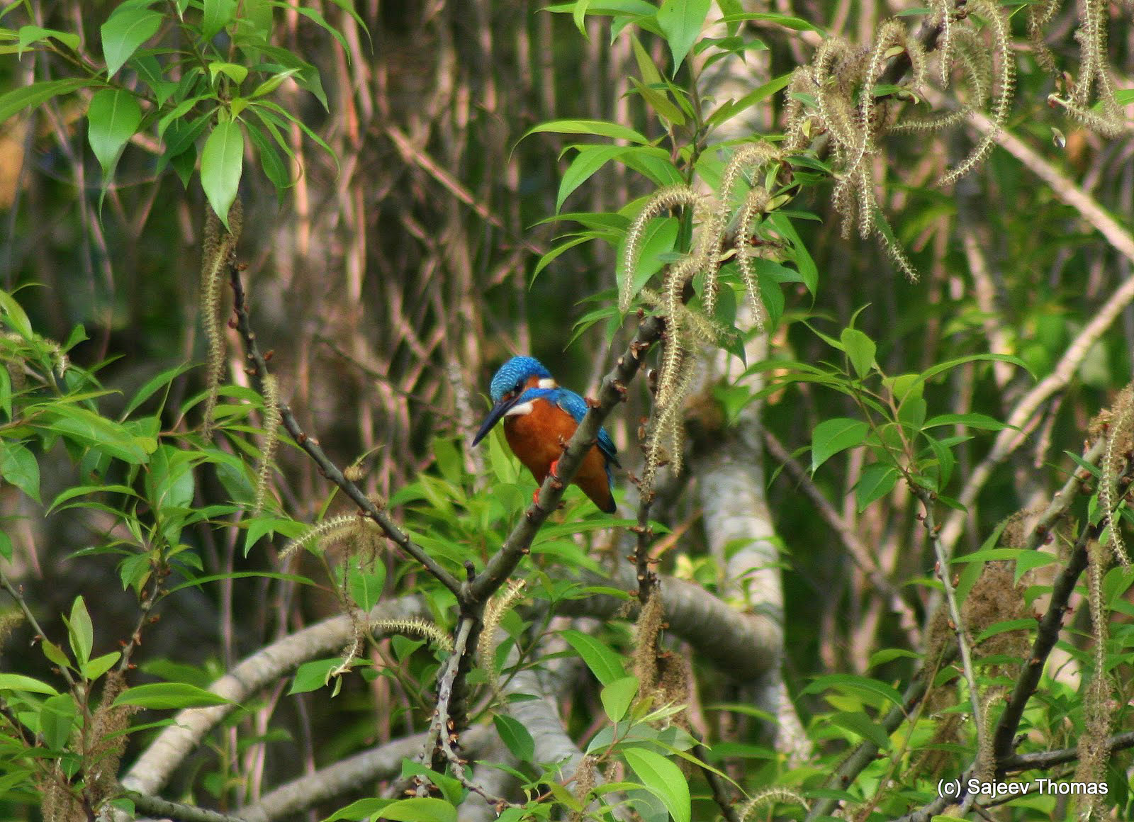 Common kingfisher