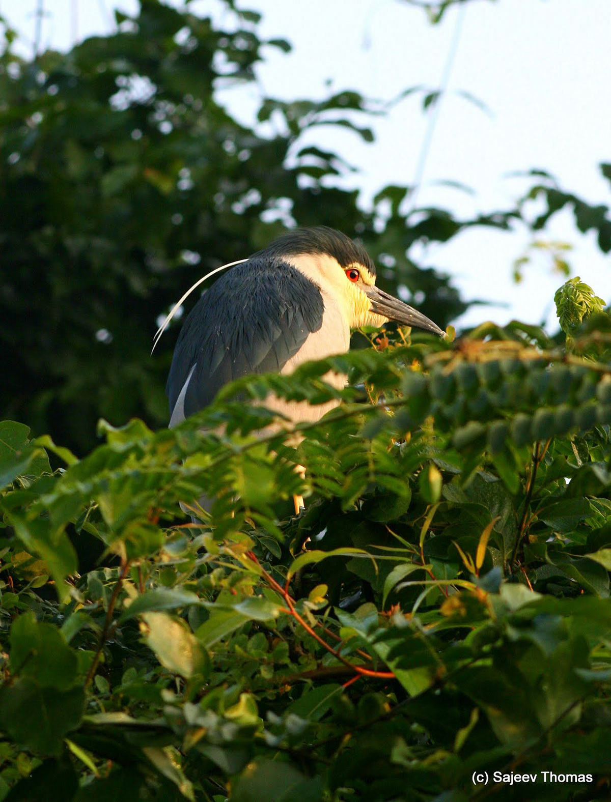 Night heron